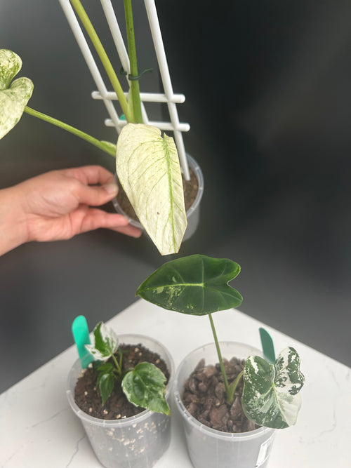 Ugly Leaf Plant Pack – Green Tag