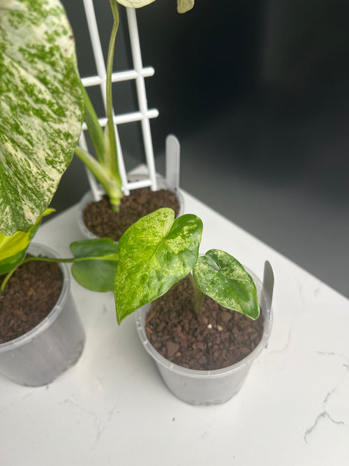 Ugly Leaf Plant Pack – White Tag