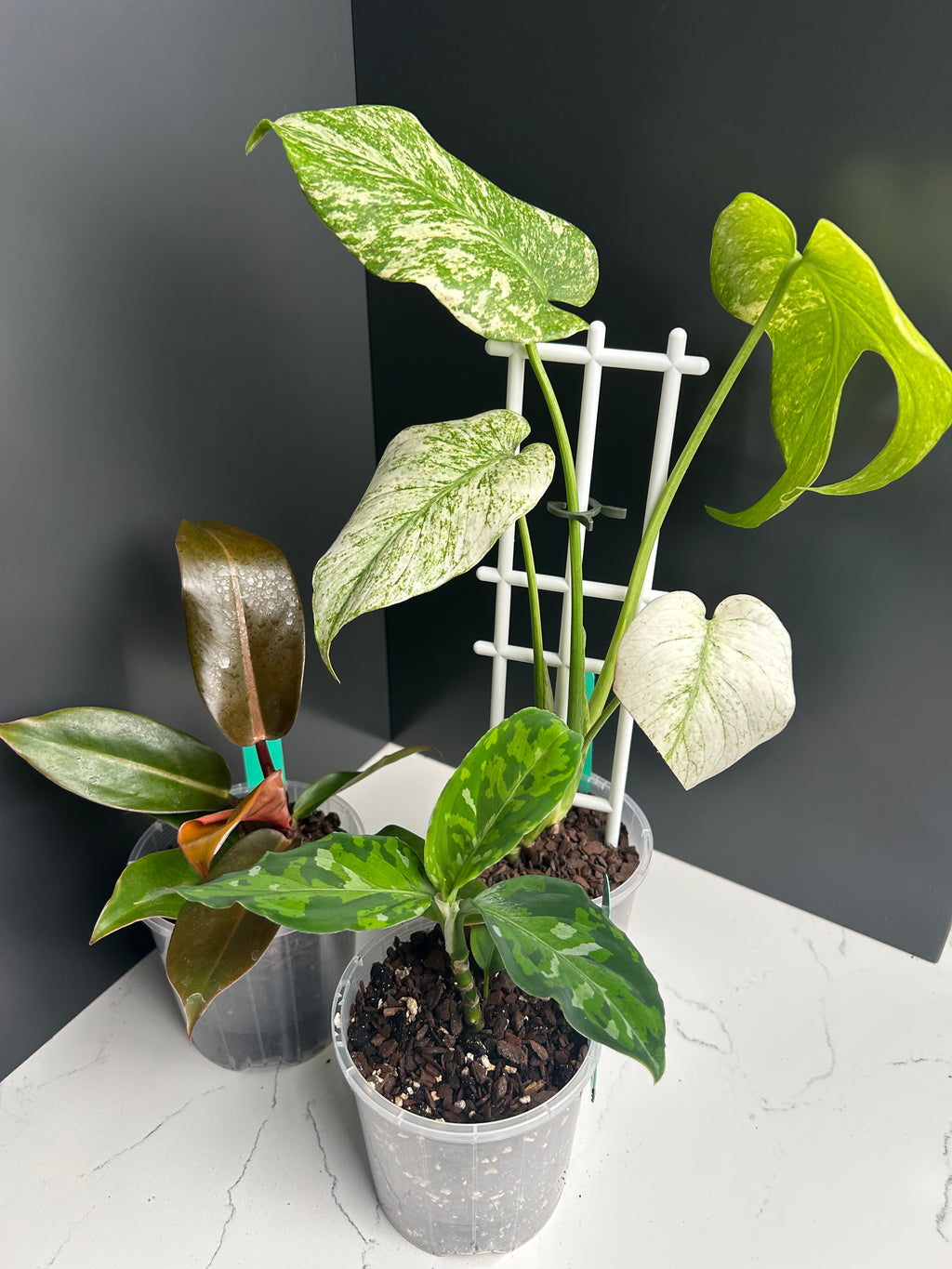 Ugly Leaf Plant Pack – G1