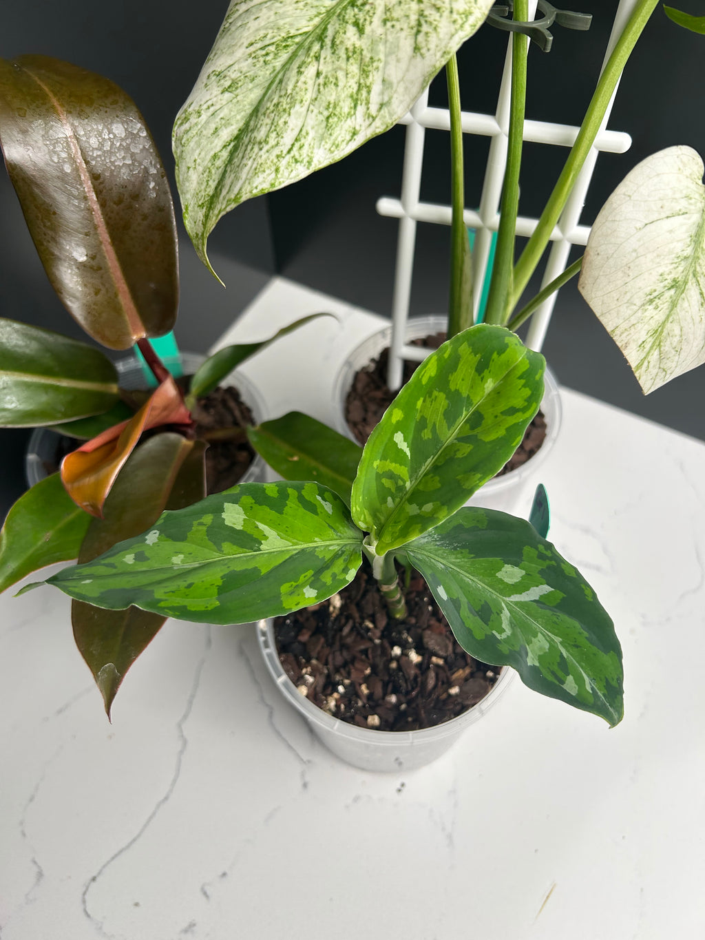 Ugly Leaf Plant Pack – G1