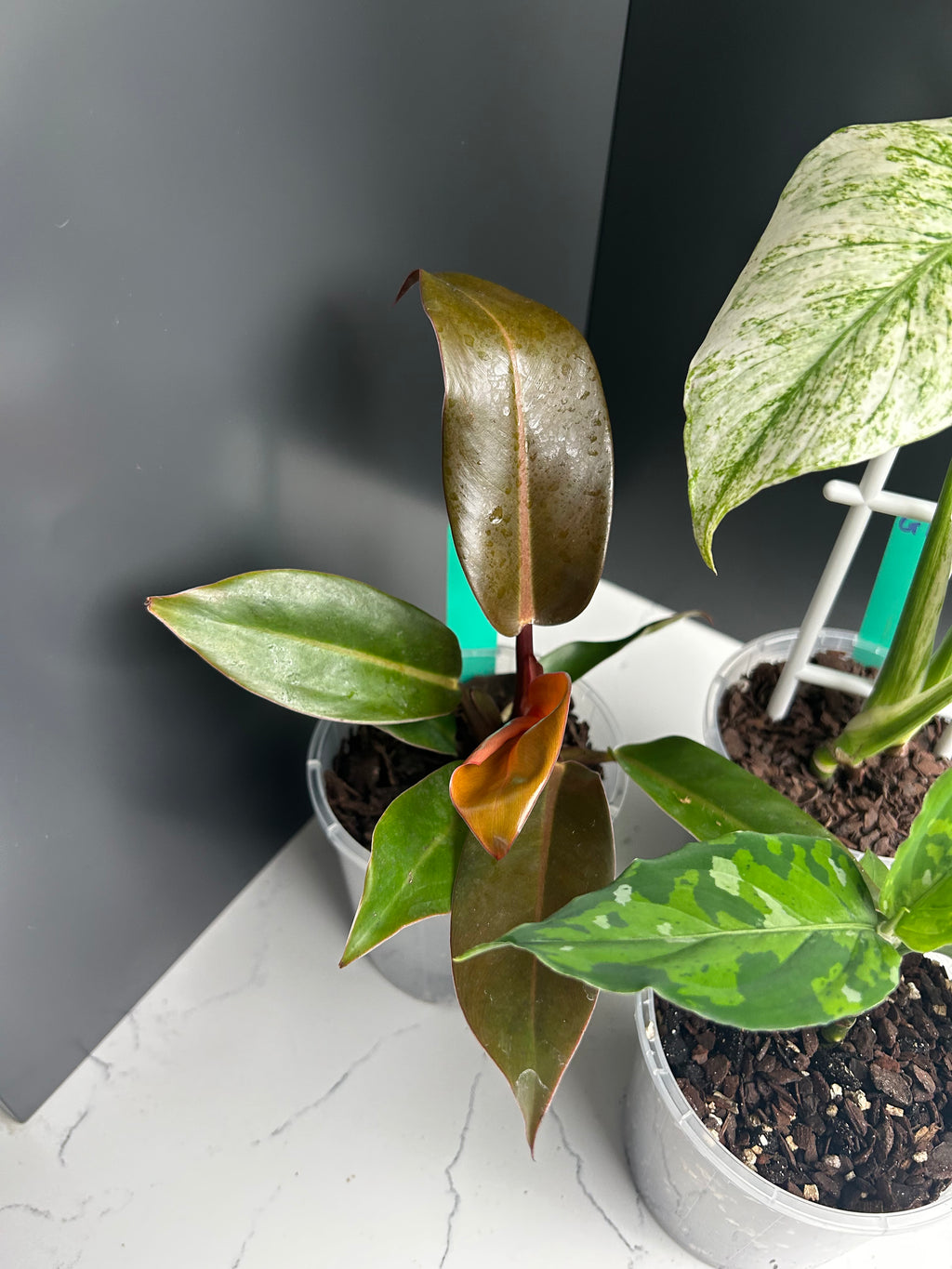 Ugly Leaf Plant Pack – G1