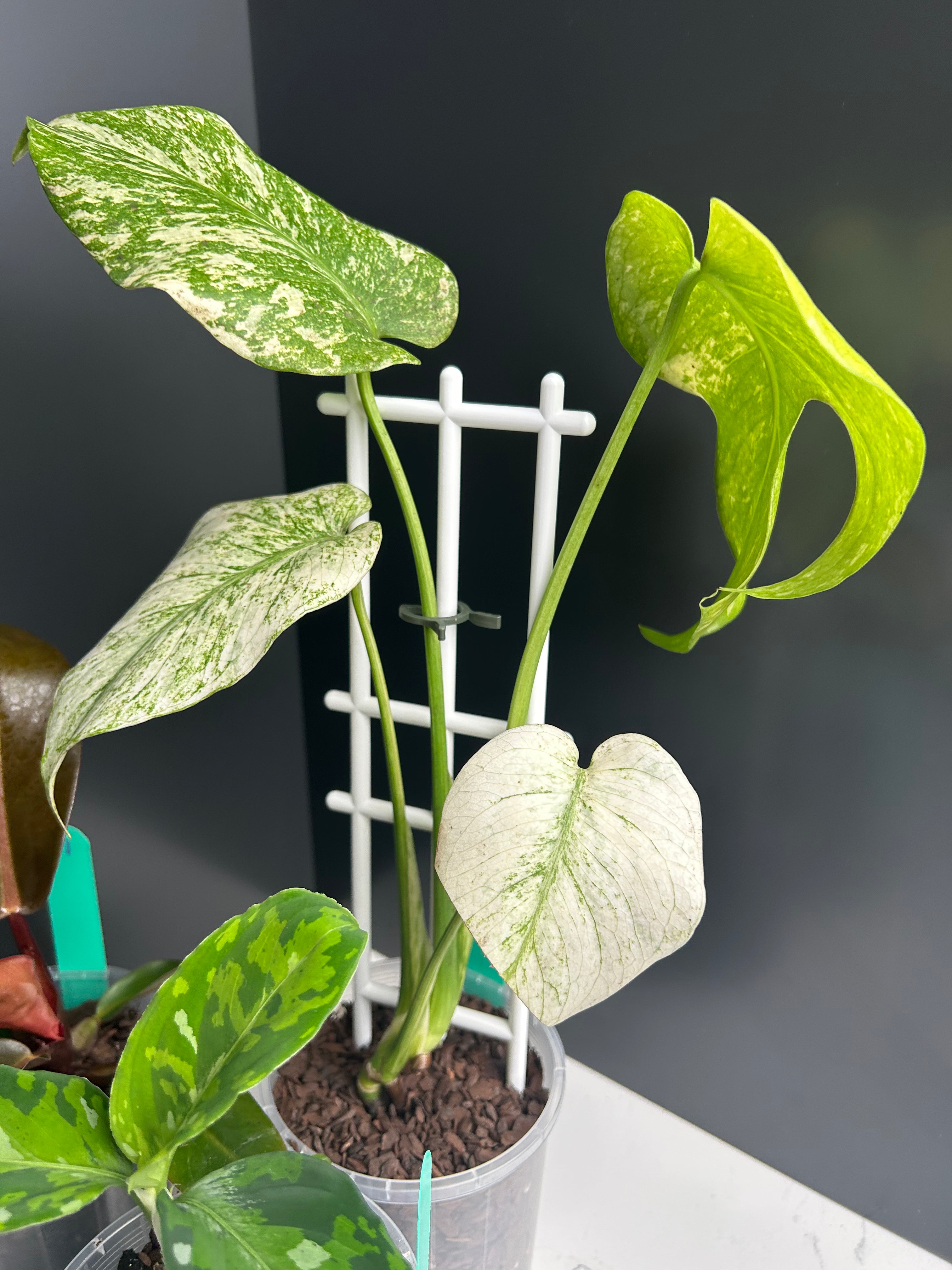 Ugly Leaf Plant Pack – G1