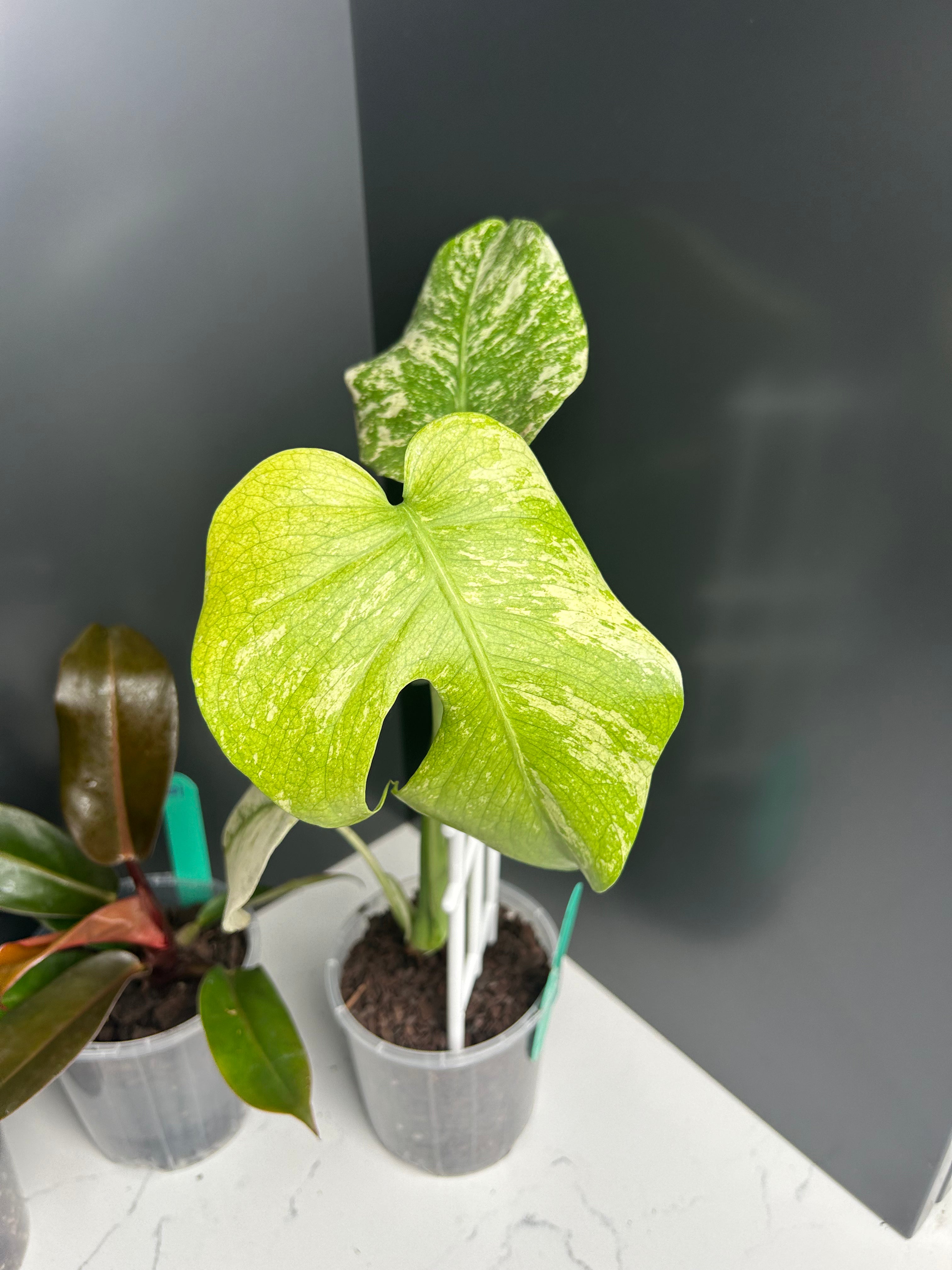 Ugly Leaf Plant Pack – G1