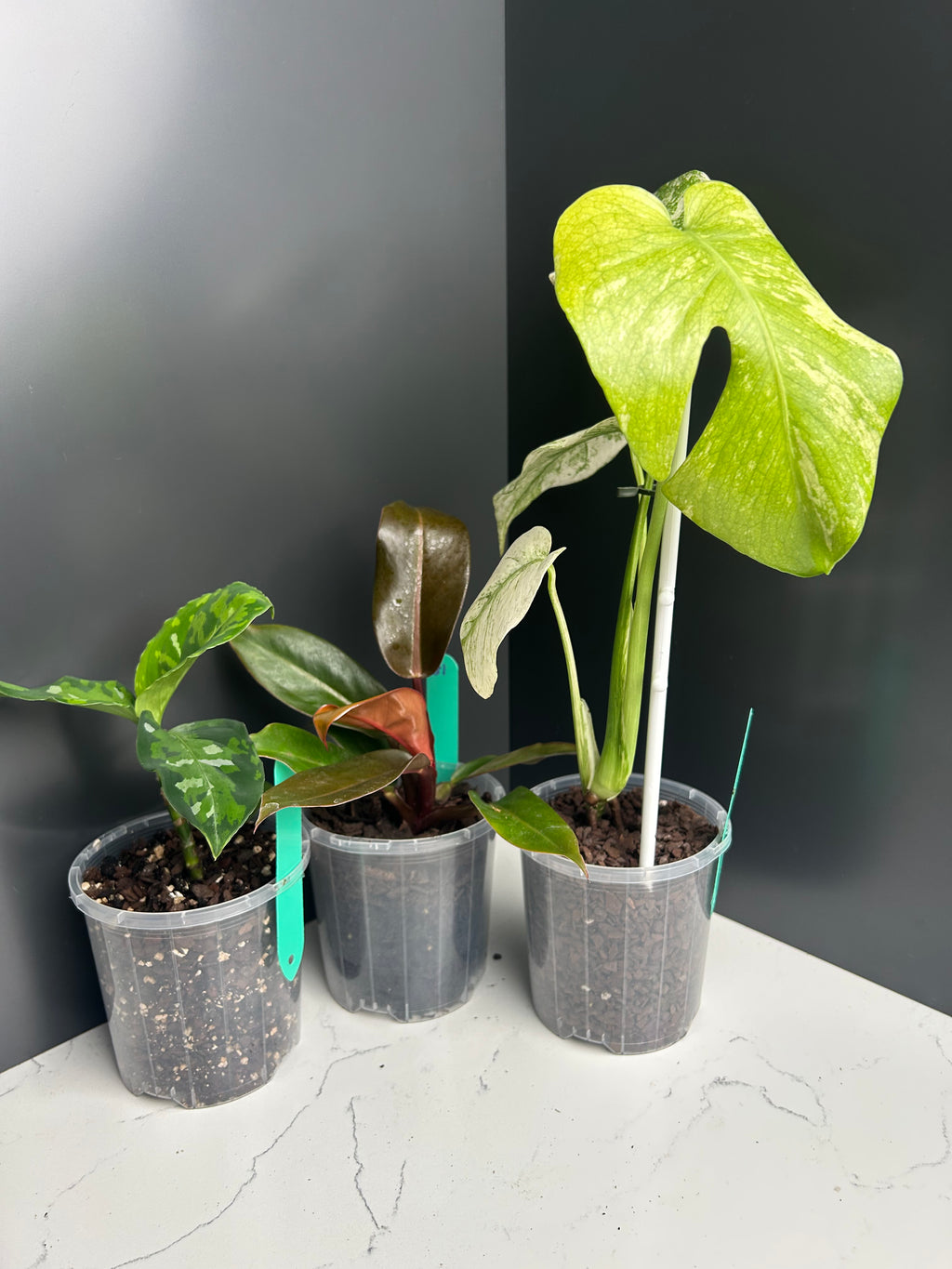 Ugly Leaf Plant Pack – G1