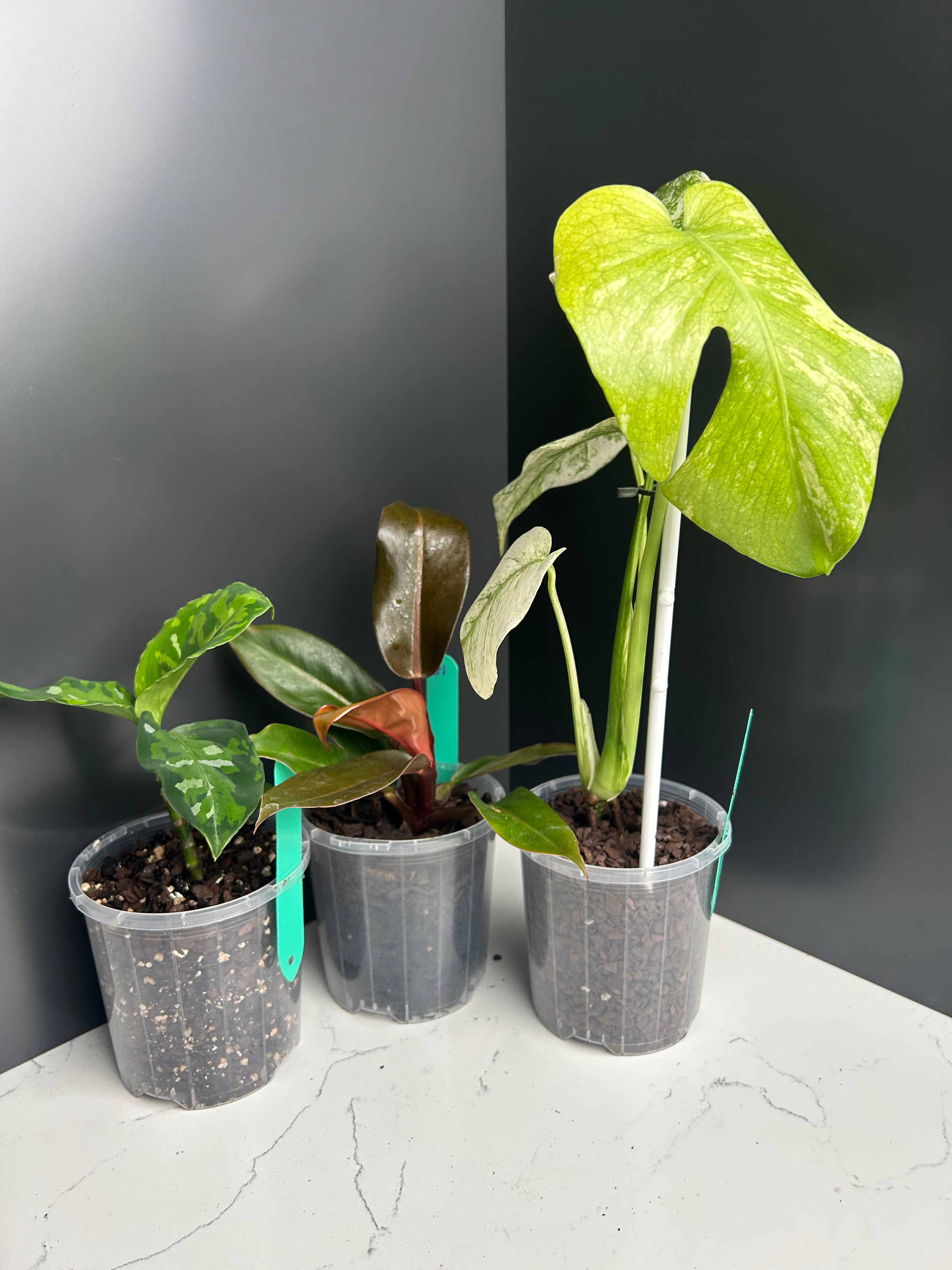 Ugly Leaf Plant Pack – G1