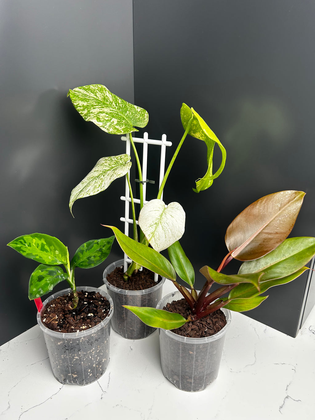Ugly Leaf Plant Pack – Red Tag