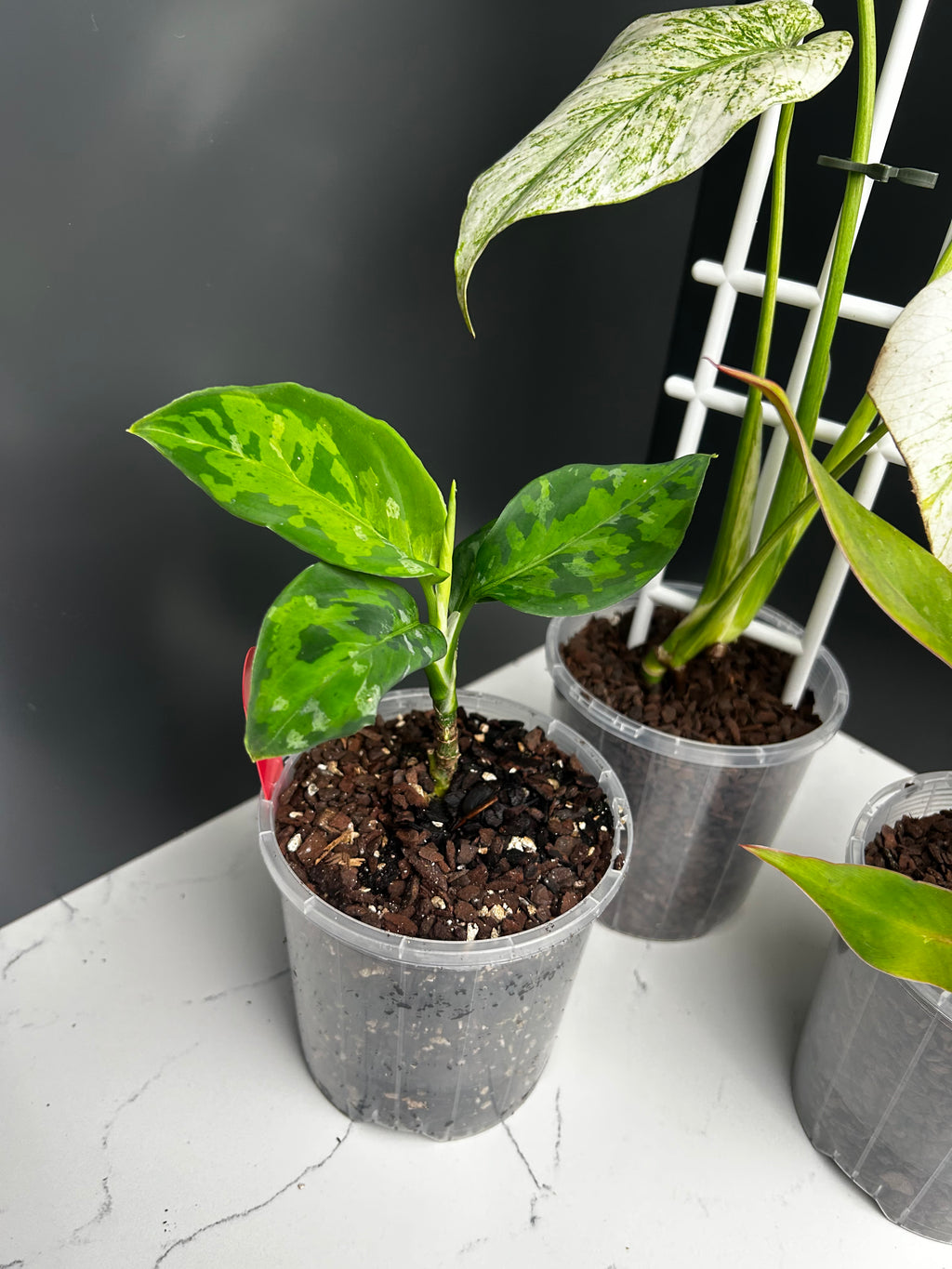 Ugly Leaf Plant Pack – Red Tag