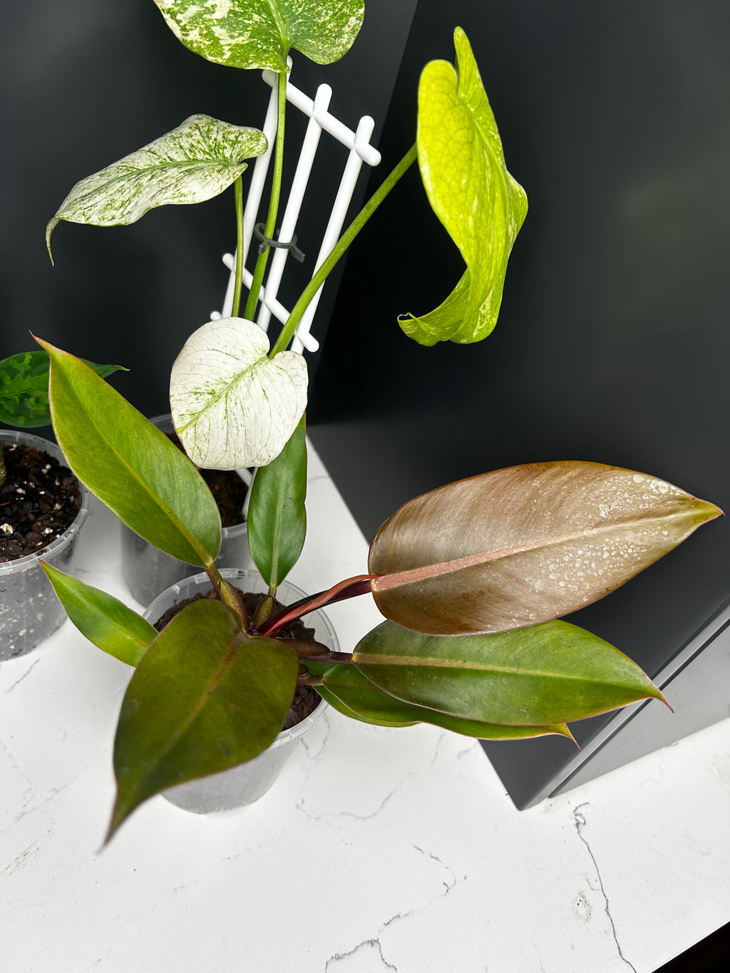 Ugly Leaf Plant Pack – Red Tag