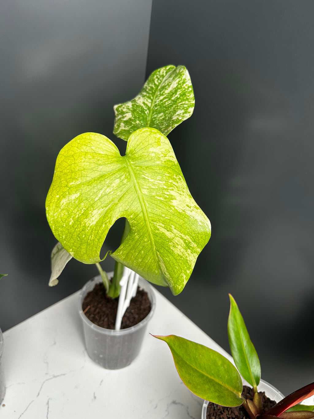Ugly Leaf Plant Pack – Red Tag