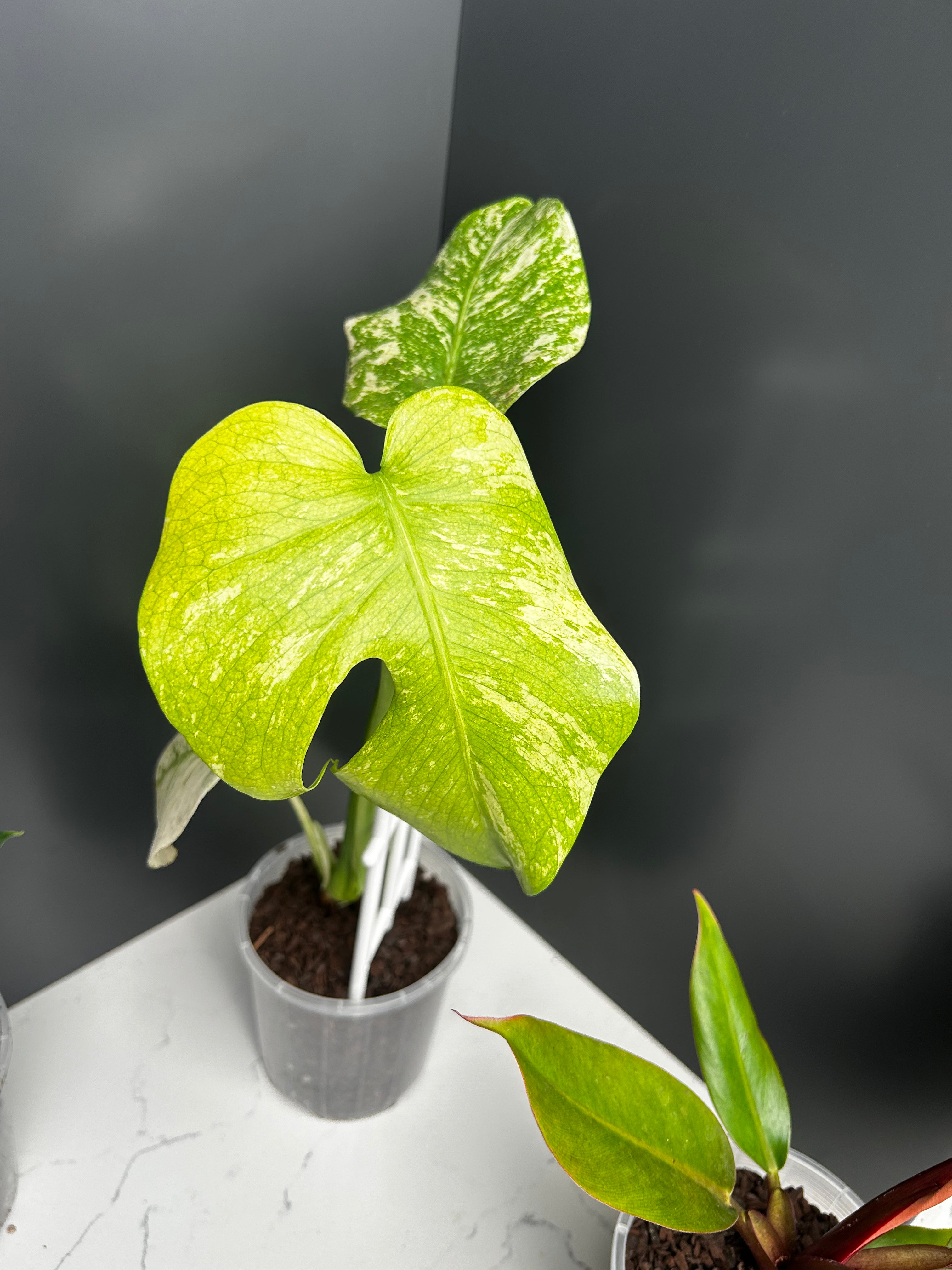 Ugly Leaf Plant Pack – Red Tag