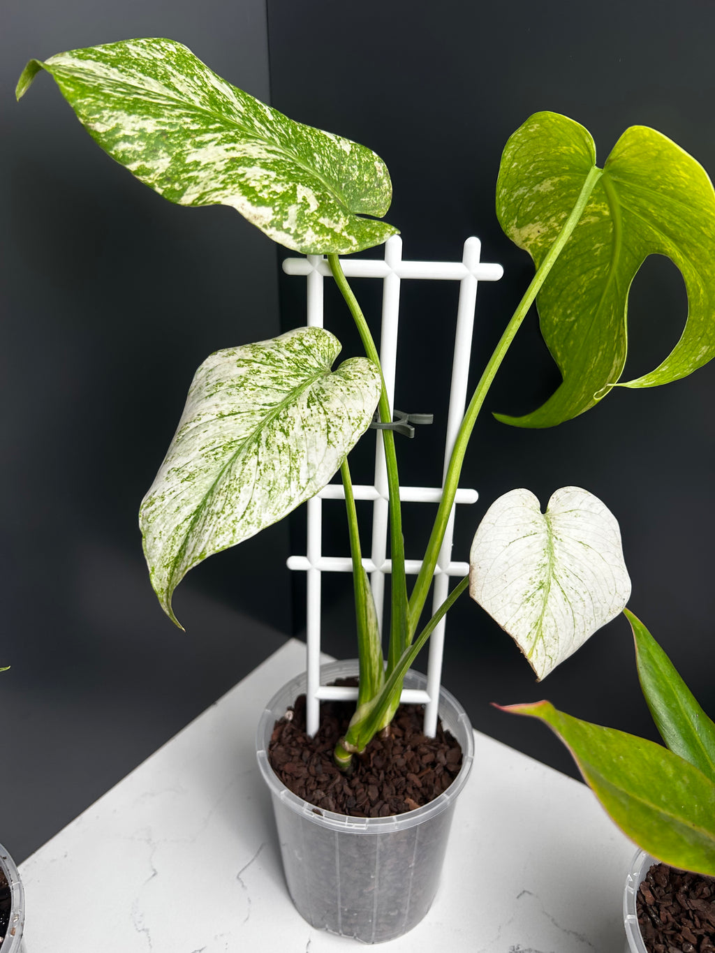 Ugly Leaf Plant Pack – Red Tag