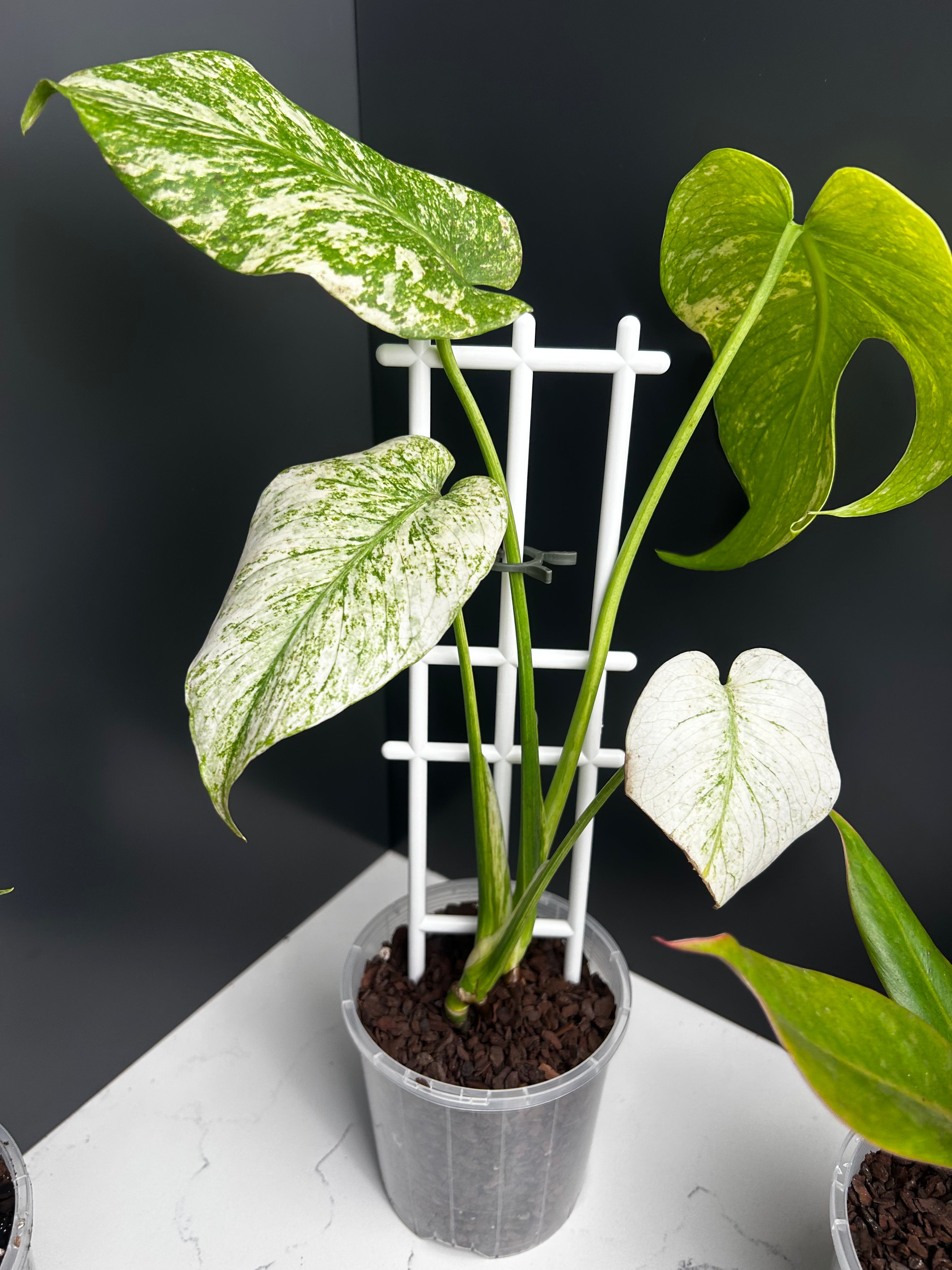 Ugly Leaf Plant Pack – Red Tag