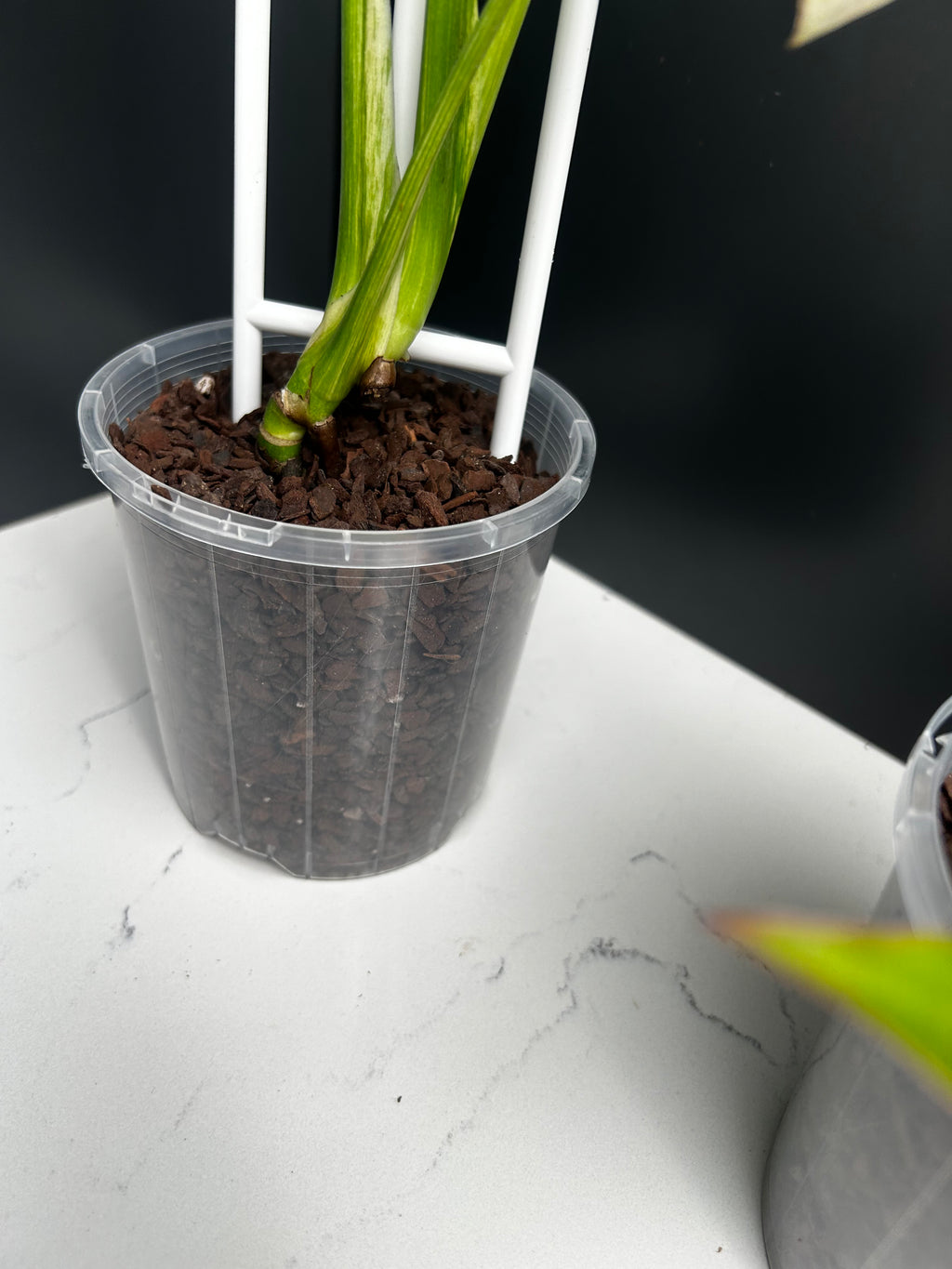 Ugly Leaf Plant Pack – Red Tag