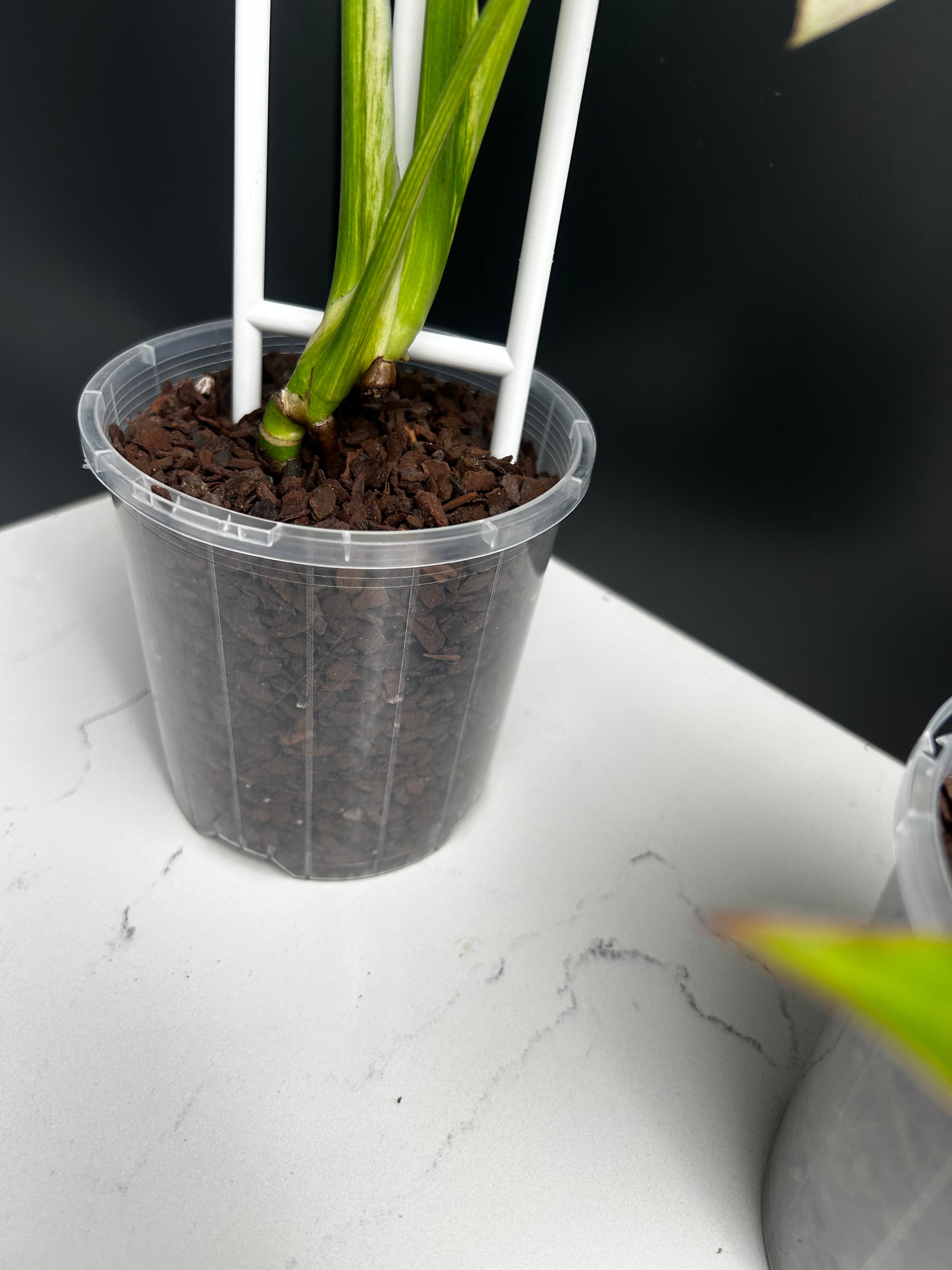 Ugly Leaf Plant Pack – Red Tag