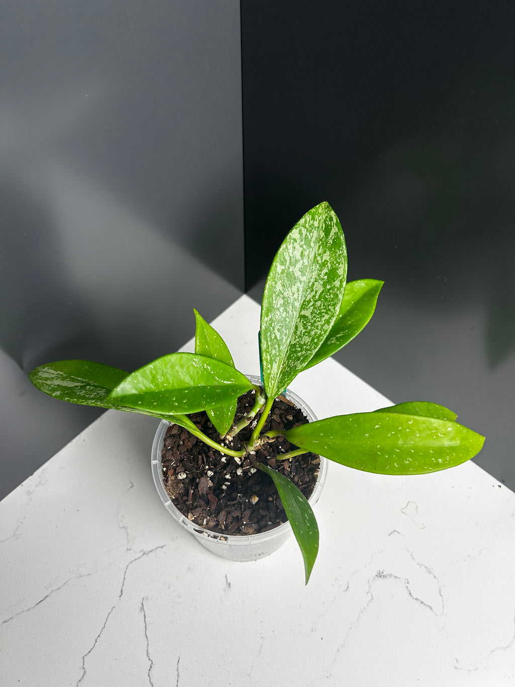Hoya pubicalyx silver splash 10cm