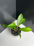 Hoya pubicalyx silver splash 10cm