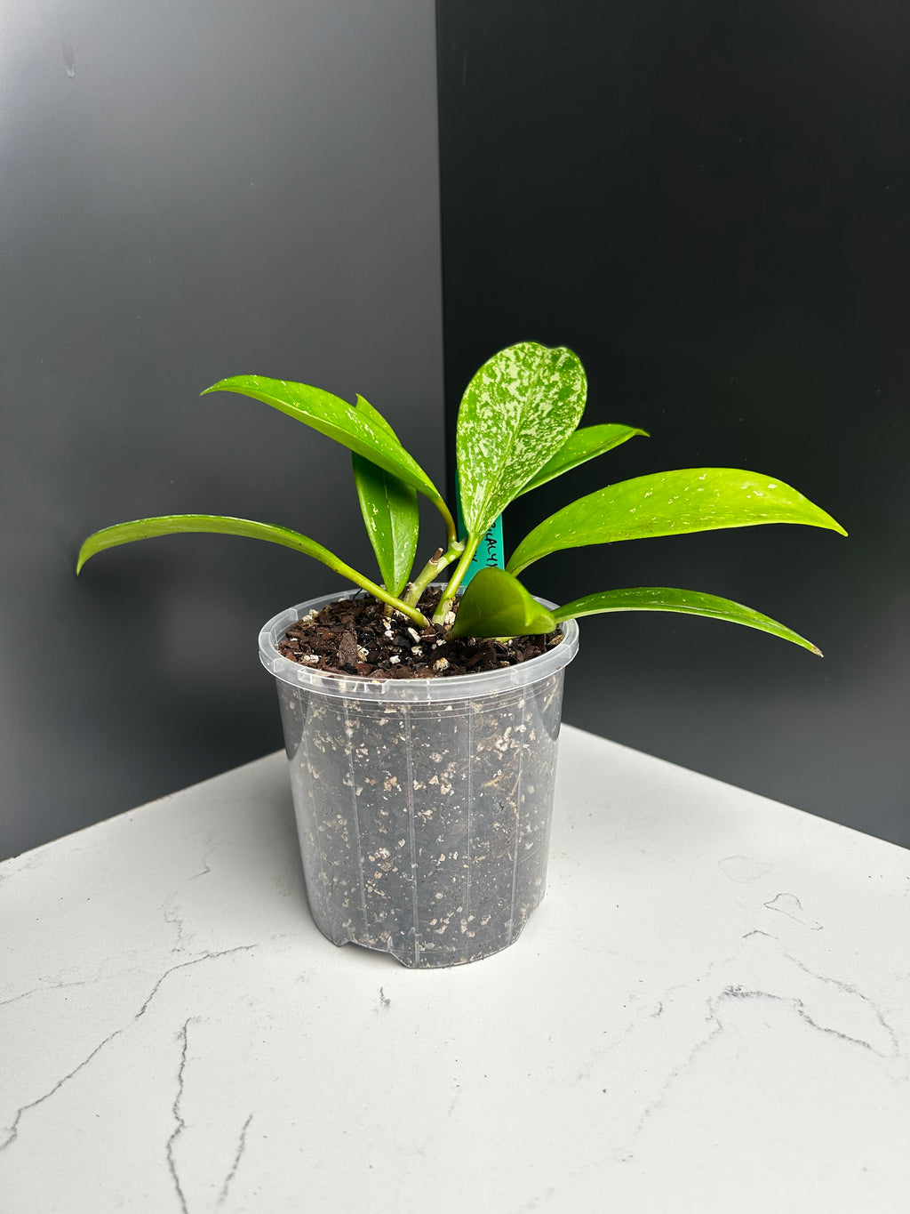 Hoya pubicalyx silver splash 10cm