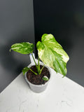 Variegated Monstera Deliciosa (Thai Constellation)  — Large Leaf Form 10 cm Pot (M25)