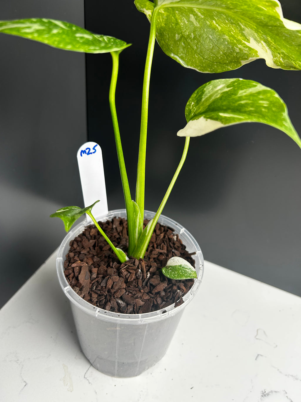 Variegated Monstera Deliciosa (Thai Constellation)  — Large Leaf Form 10 cm Pot (M25)