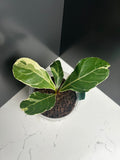Variegated ficus lyrata (fiddle leaf fig) 10cm Pot (G2)