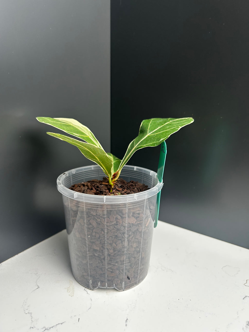 Variegated ficus lyrata (fiddle leaf fig) 10cm Pot (G2)