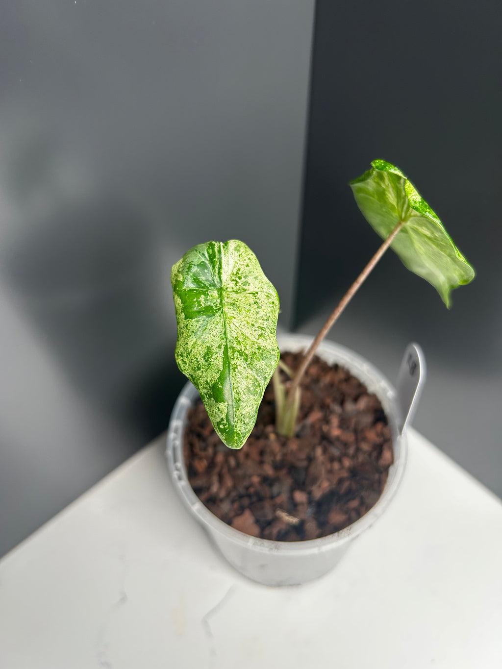 Alocasia Camouflage Splash 10cm Pot (RB)