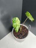 Alocasia Camouflage Splash 10cm Pot (RB)