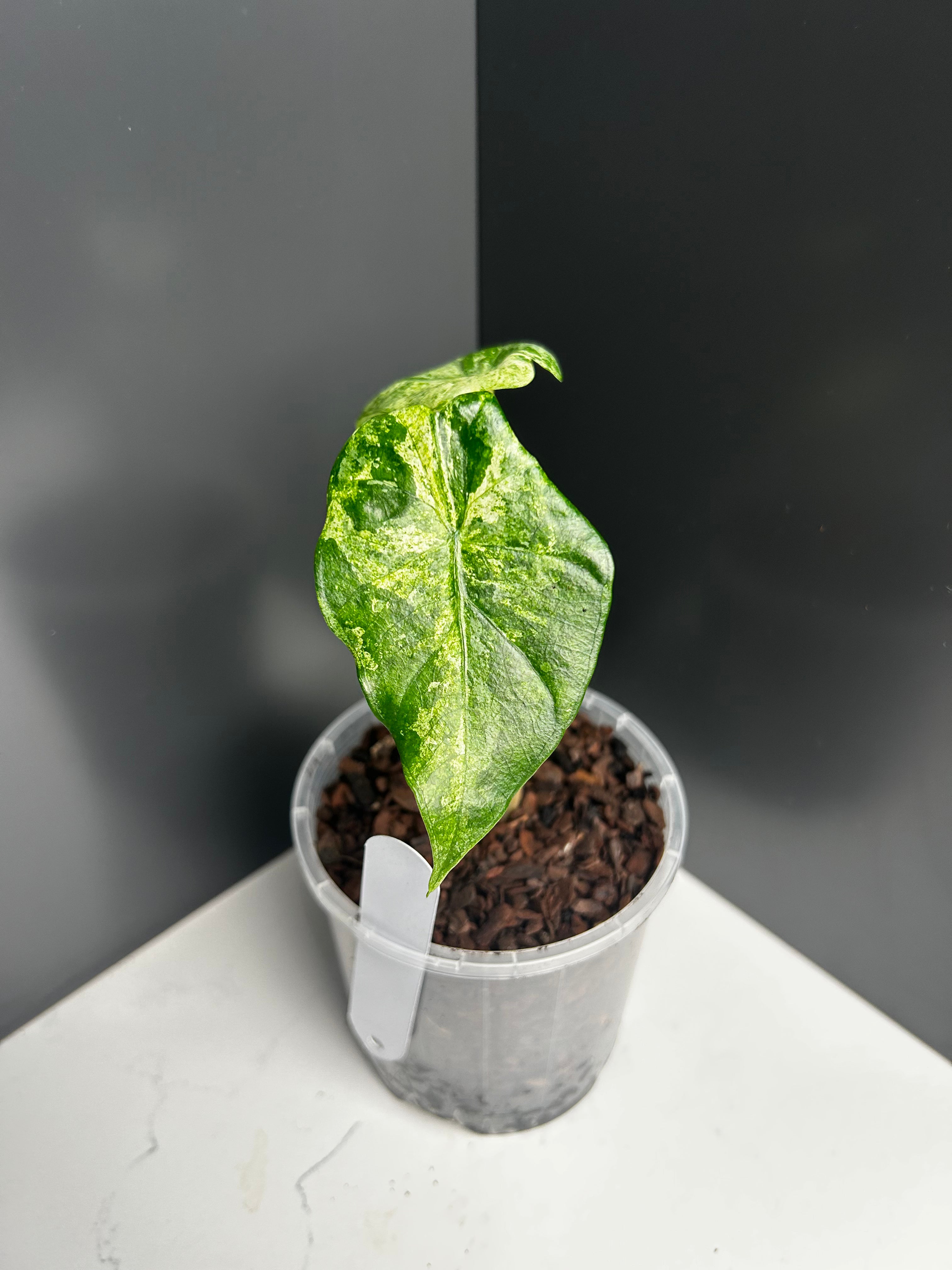 Alocasia Camouflage Splash 10cm Pot (RB)