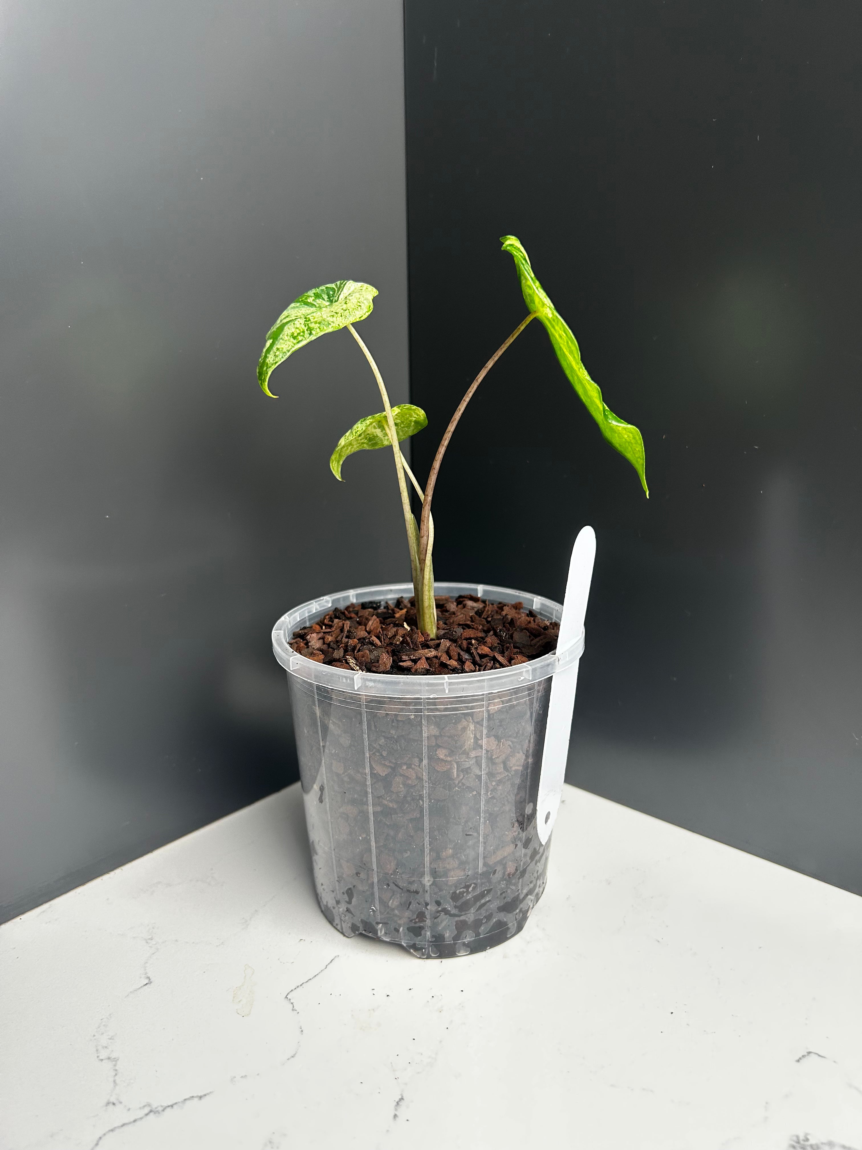 Alocasia Camouflage Splash 10cm Pot (RB)
