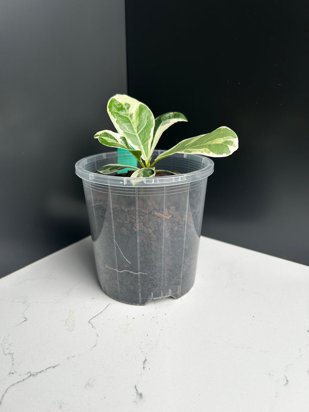 Variegated ficus lyrata (fiddle leaf fig) 10cm Pot (G1)