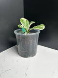 Variegated ficus lyrata (fiddle leaf fig) 10cm Pot (G1)