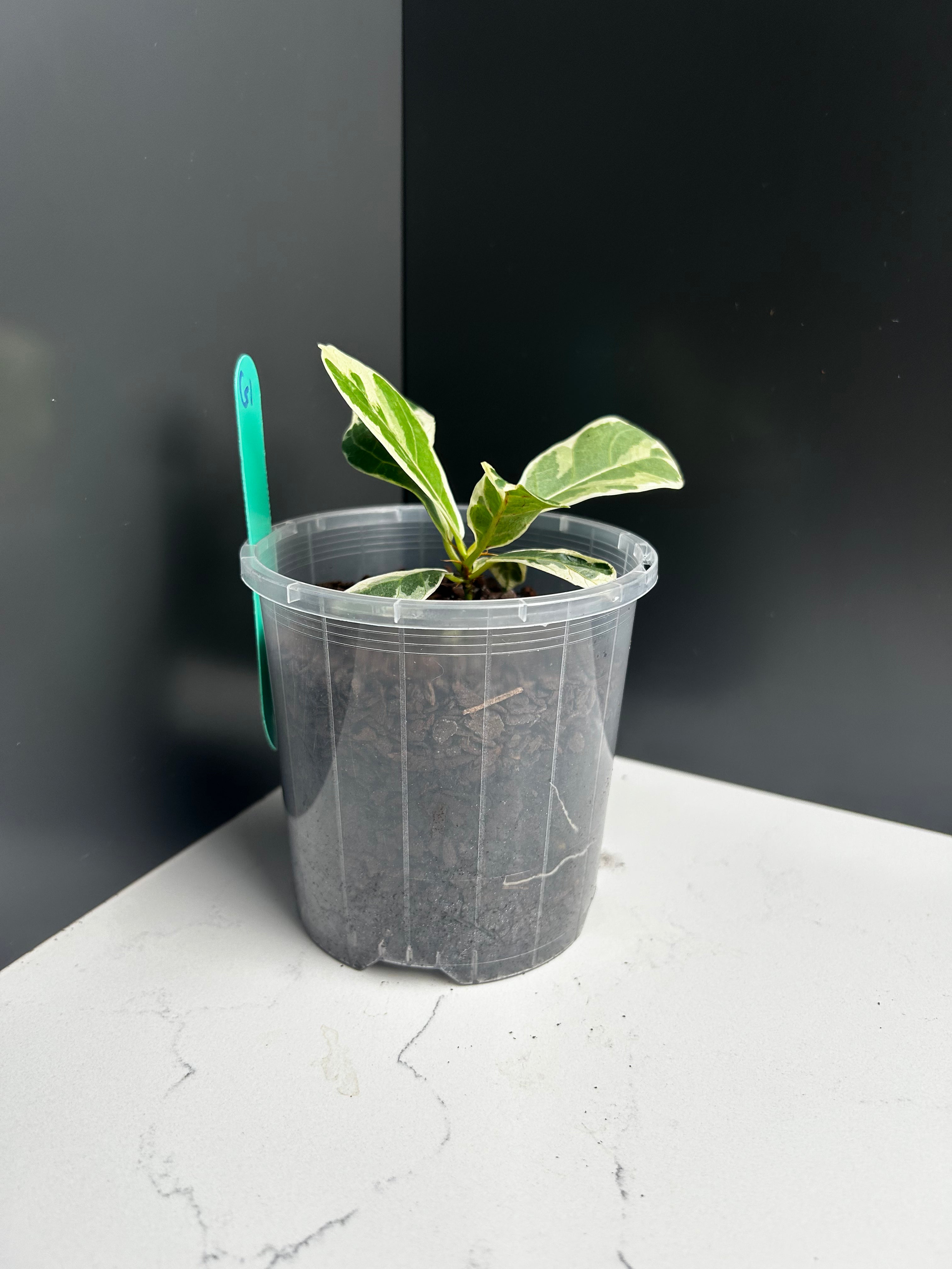 Variegated ficus lyrata (fiddle leaf fig) 10cm Pot (G1)