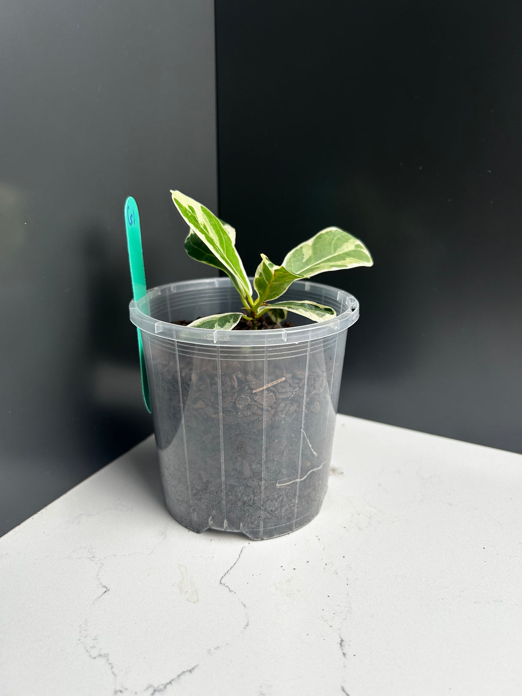 Variegated ficus lyrata (fiddle leaf fig) 10cm Pot (G1)