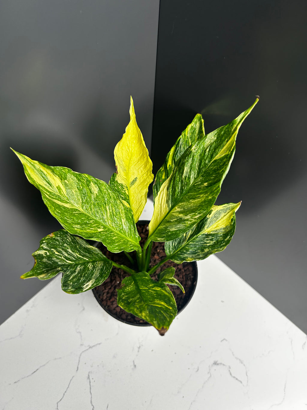 Spathiphyllum ‘Domino’ Variegata  Variegated Peace Lily 12cm Pot (M1)
