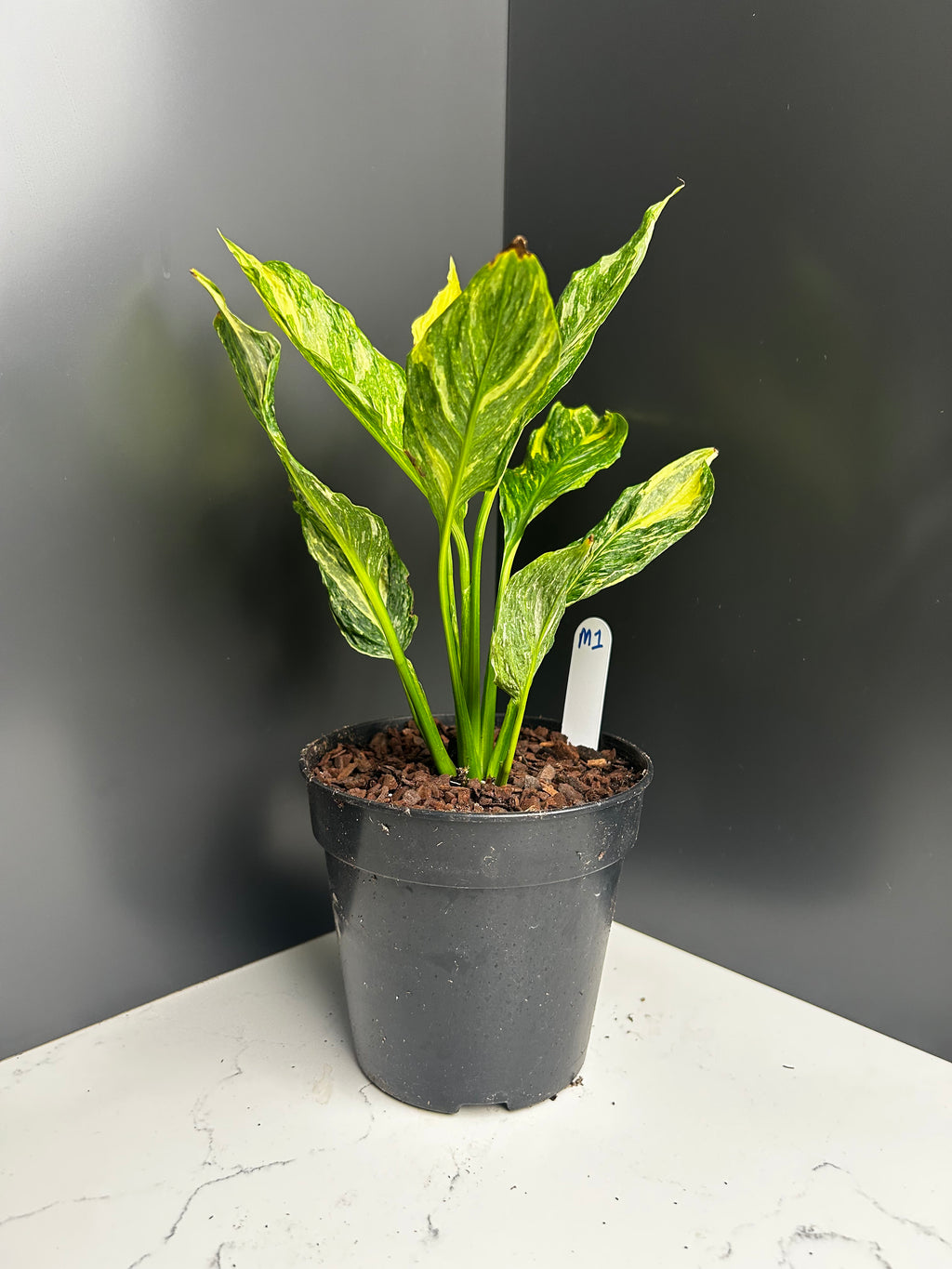 Spathiphyllum ‘Domino’ Variegata  Variegated Peace Lily 12cm Pot (M1)