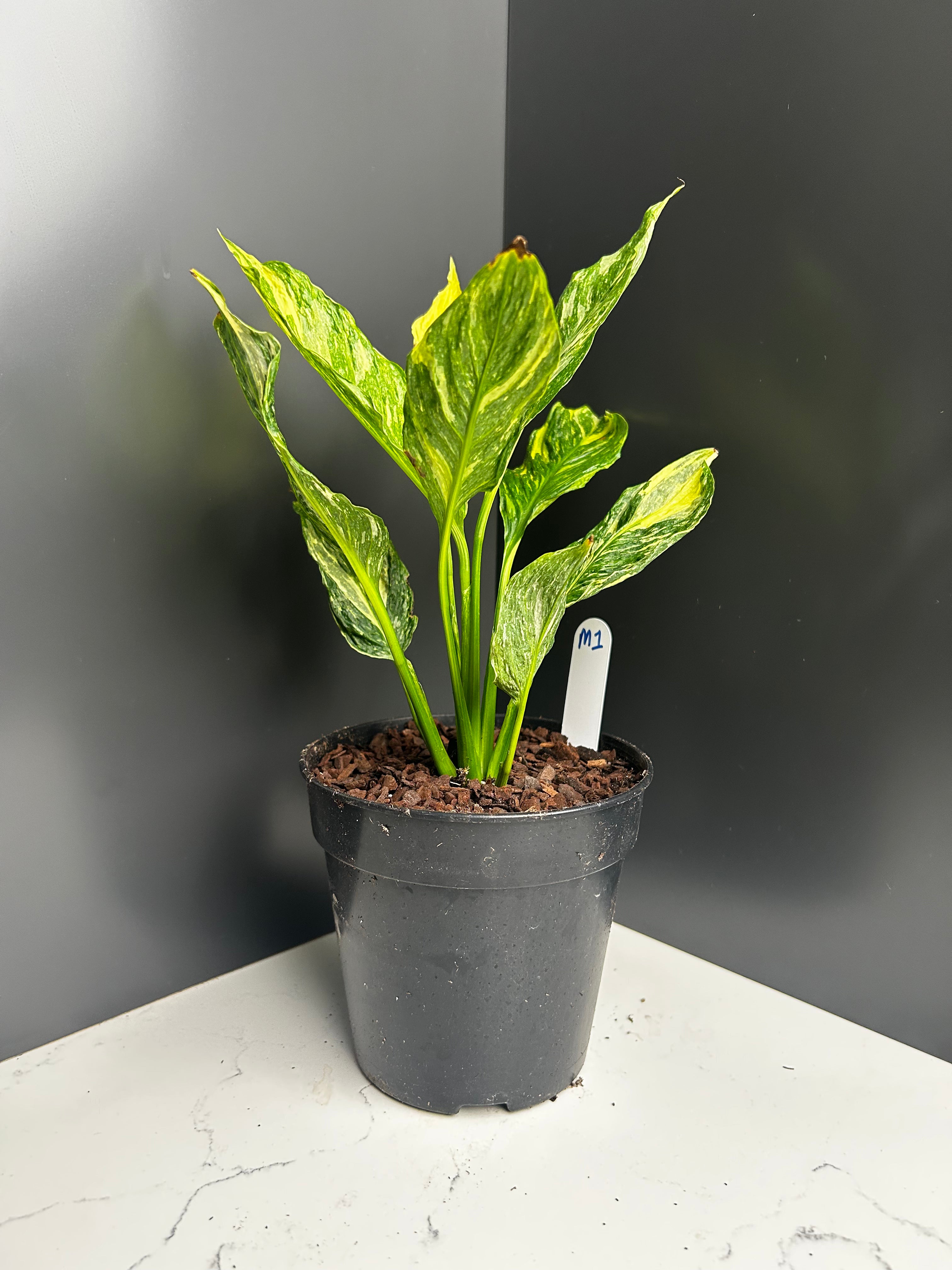 Spathiphyllum ‘Domino’ Variegata  Variegated Peace Lily 12cm Pot (M1)