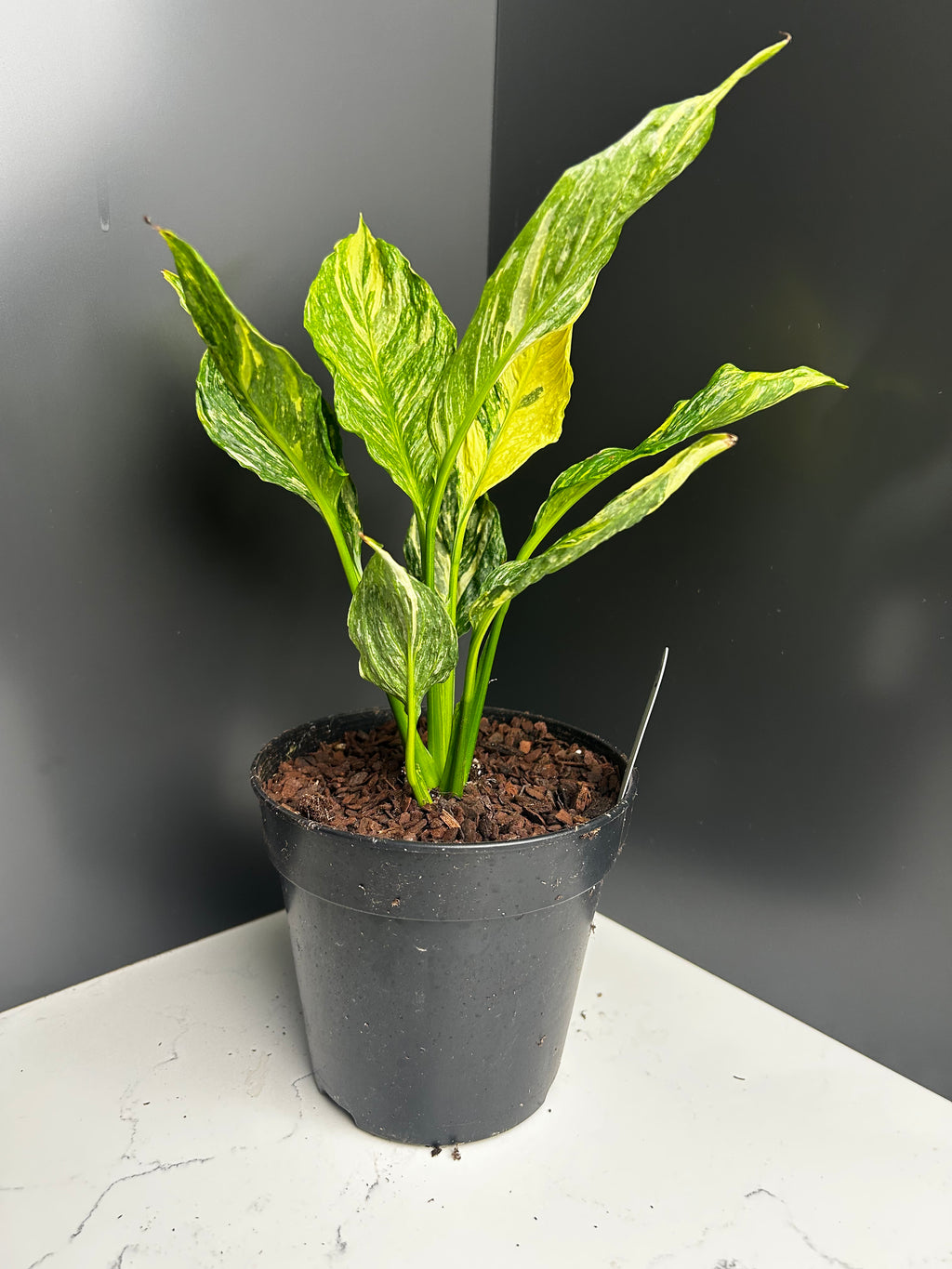 Spathiphyllum ‘Domino’ Variegata  Variegated Peace Lily 12cm Pot (M1)