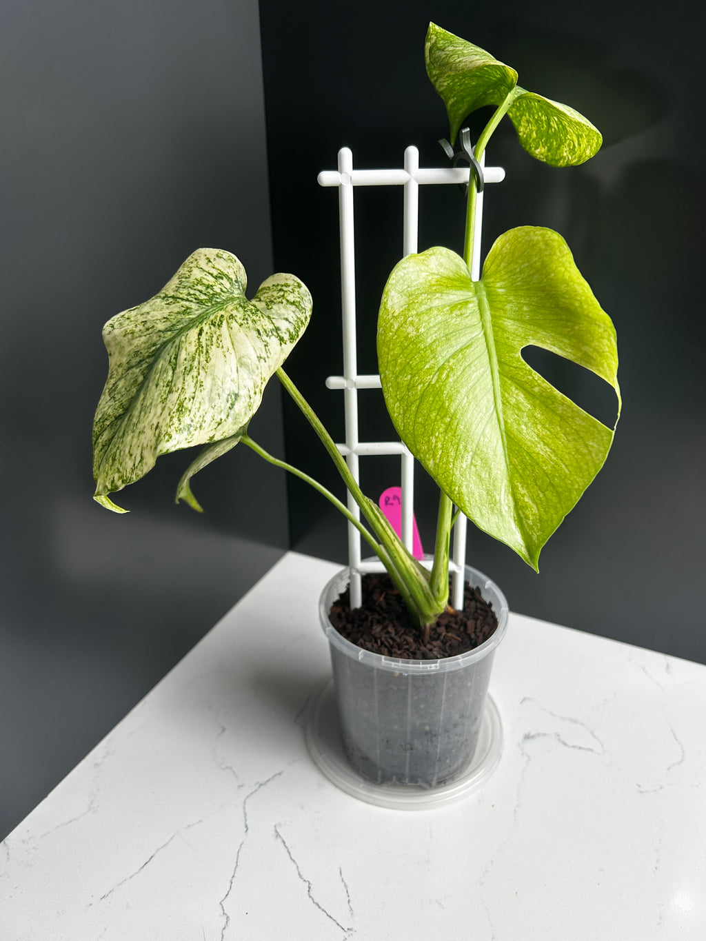 Variegated White Monstera Deliciosa — Large Leaf Form 10 cm Pot (R9)