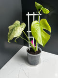 Variegated White Monstera Deliciosa — Large Leaf Form 10 cm Pot (R9)
