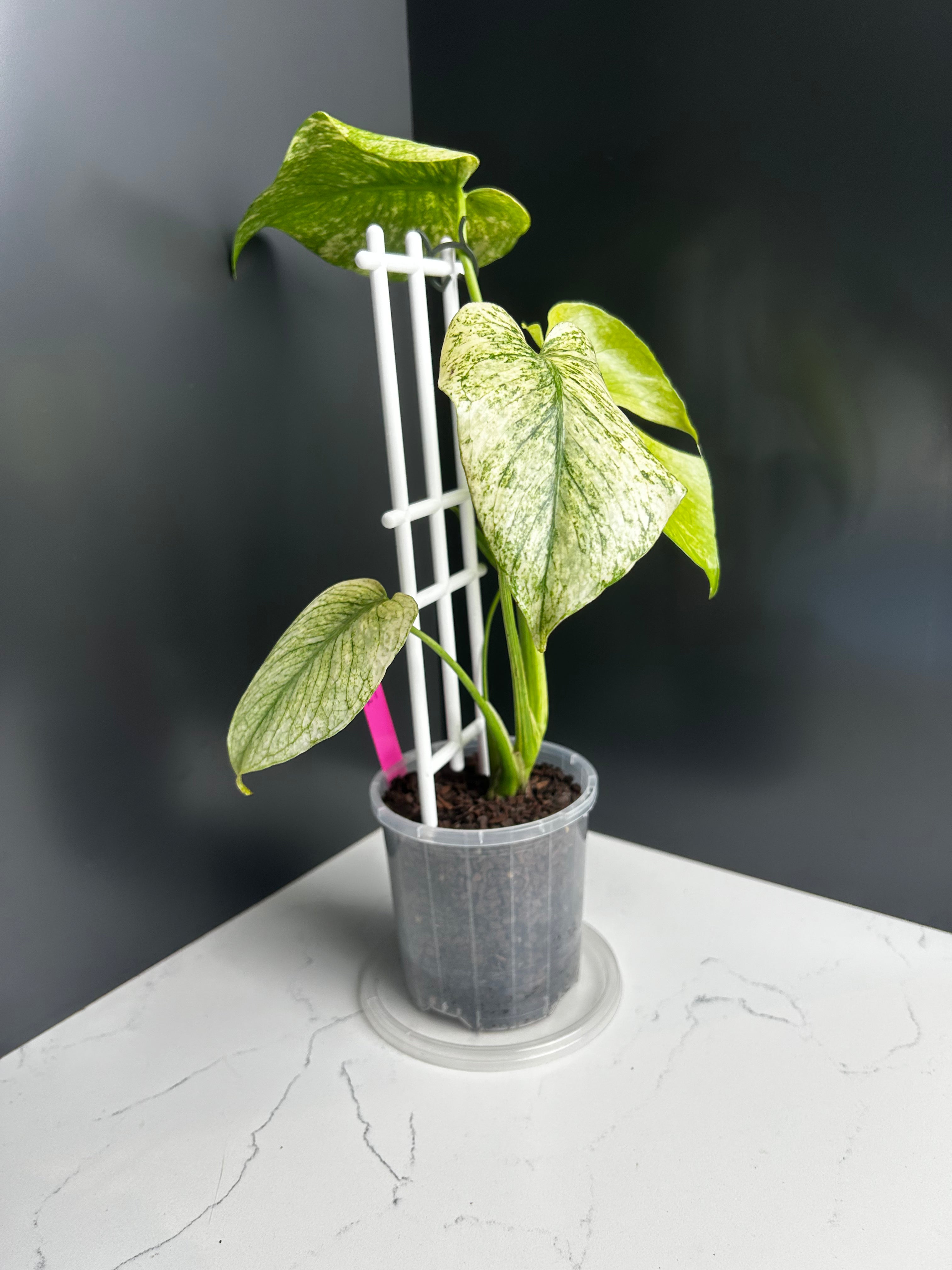 Variegated White Monstera Deliciosa — Large Leaf Form 10 cm Pot (R9)