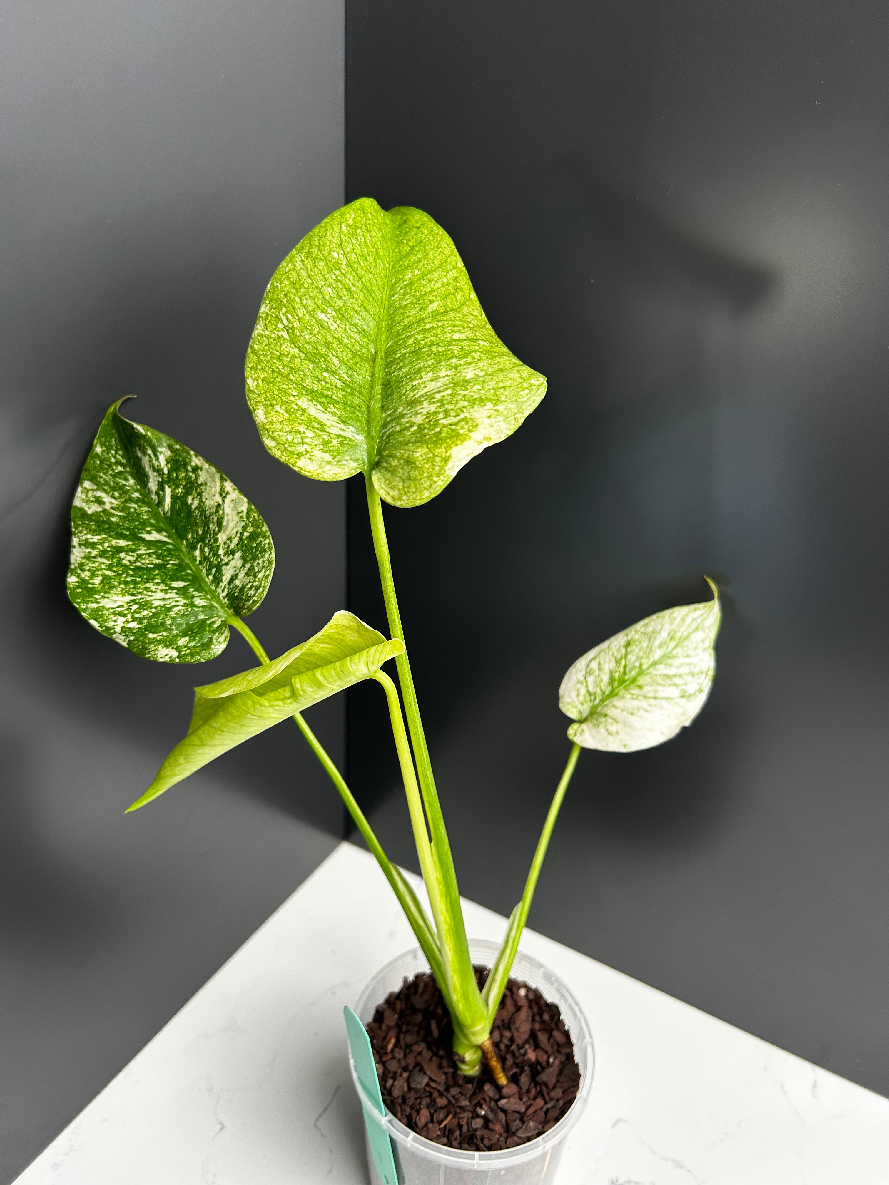 Variegated White Monstera Deliciosa — Large Leaf Form 10 cm Pot (CB)