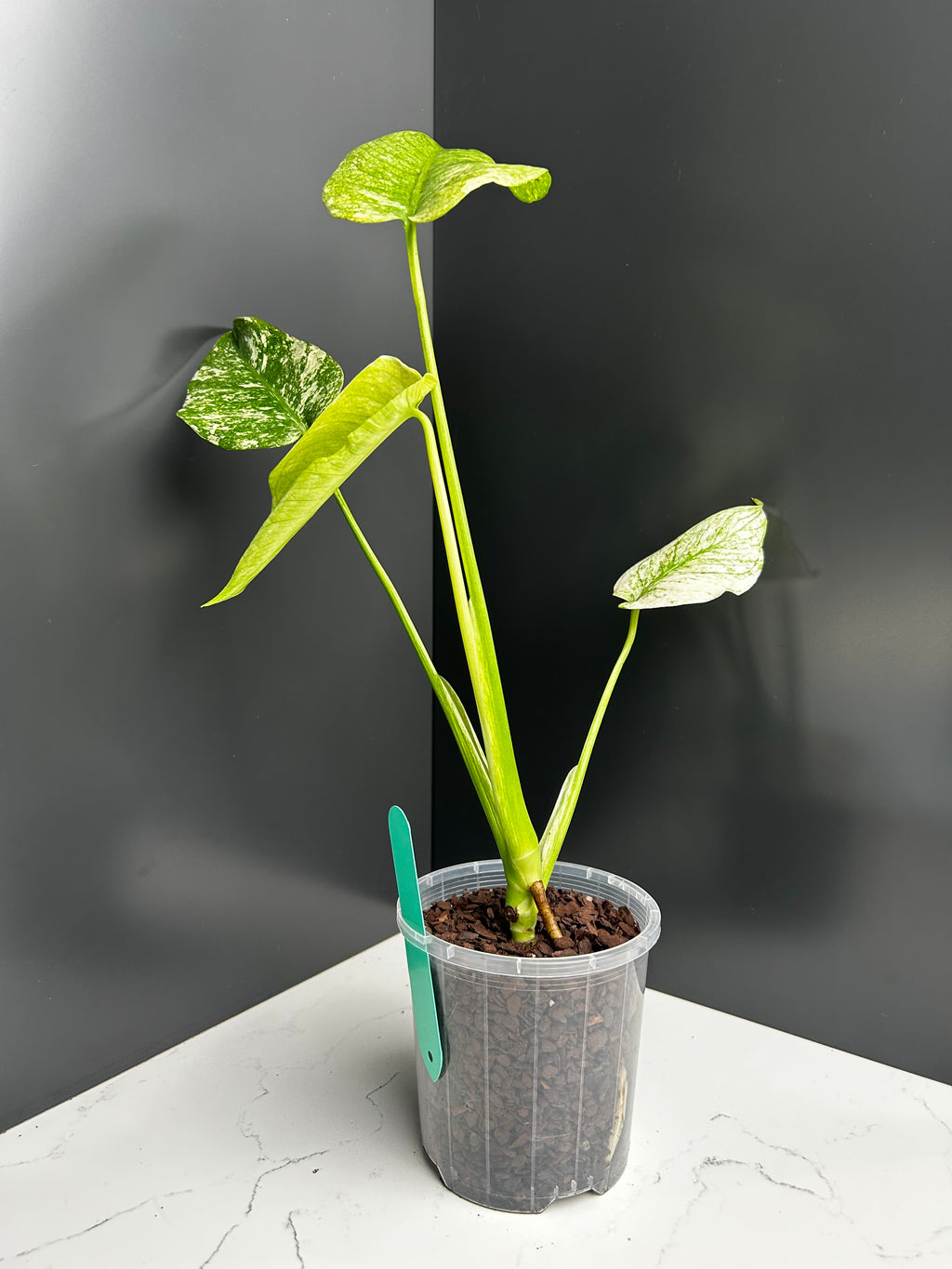 Variegated White Monstera Deliciosa — Large Leaf Form 10 cm Pot (CB)