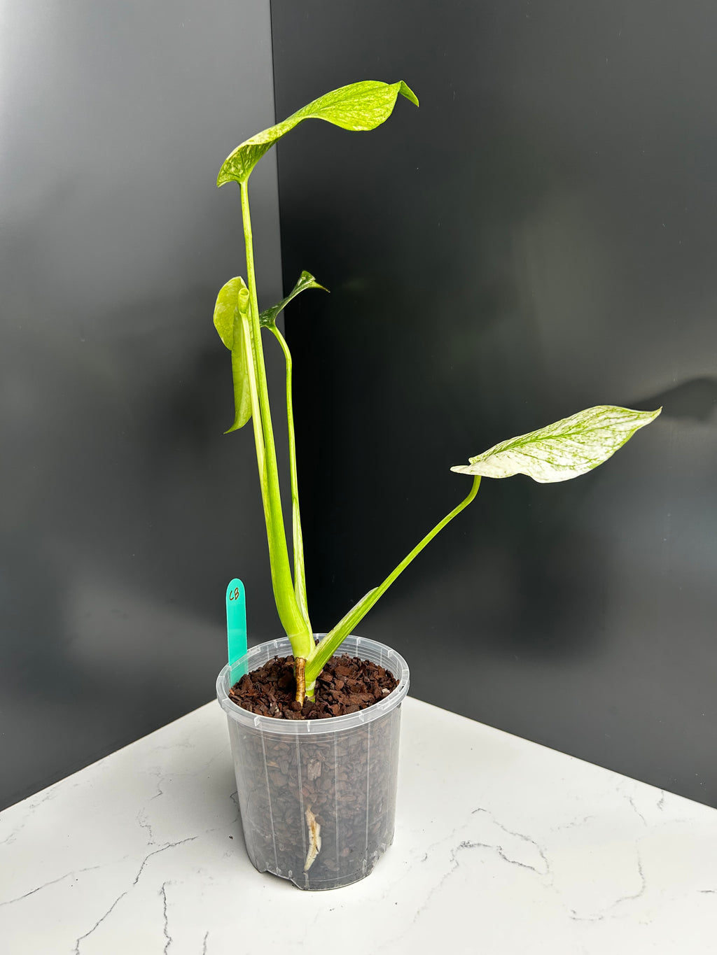 Variegated White Monstera Deliciosa — Large Leaf Form 10 cm Pot (CB)