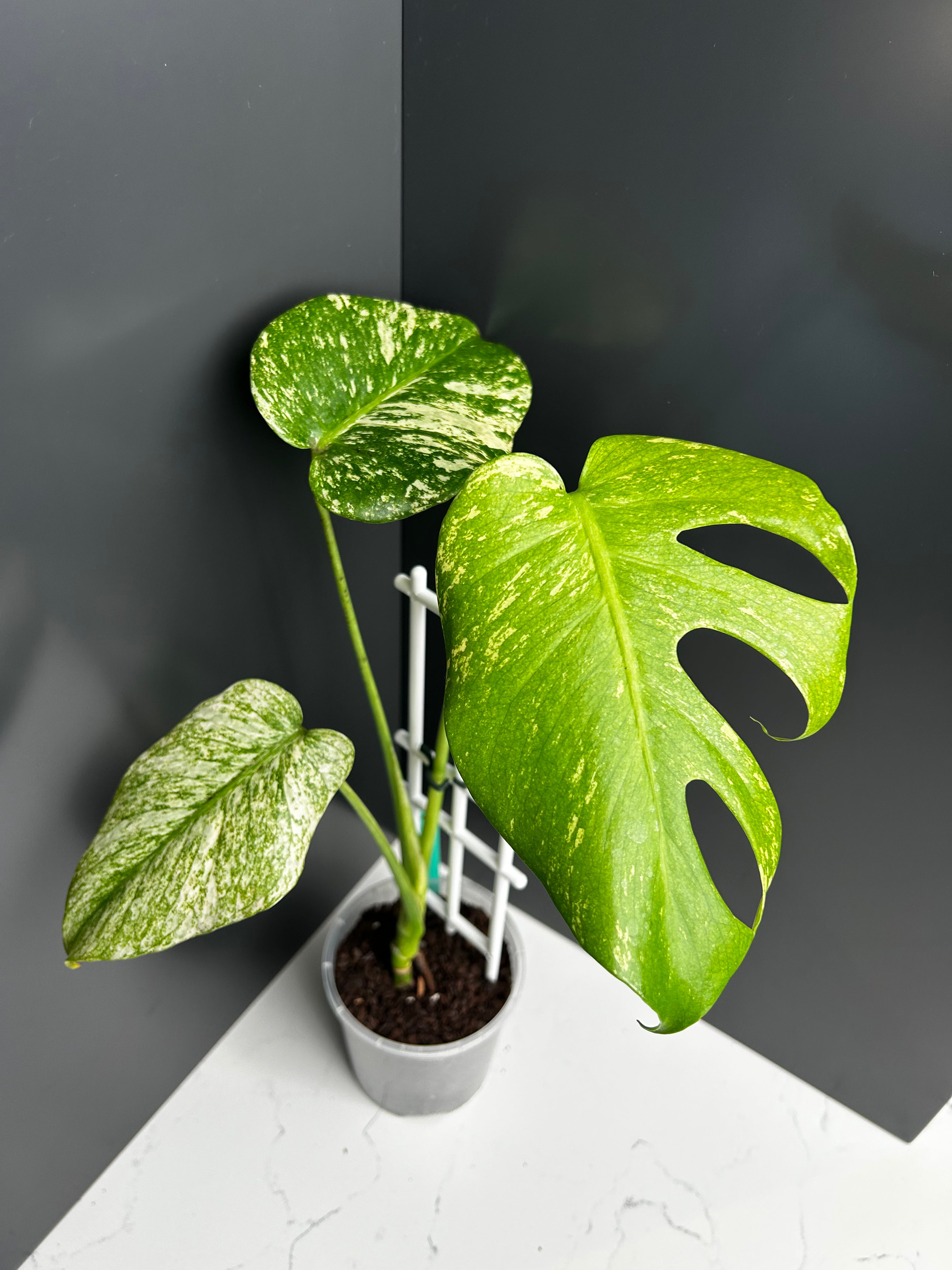Variegated White Monstera Deliciosa — Large Leaf Form 10 cm Pot (CC)