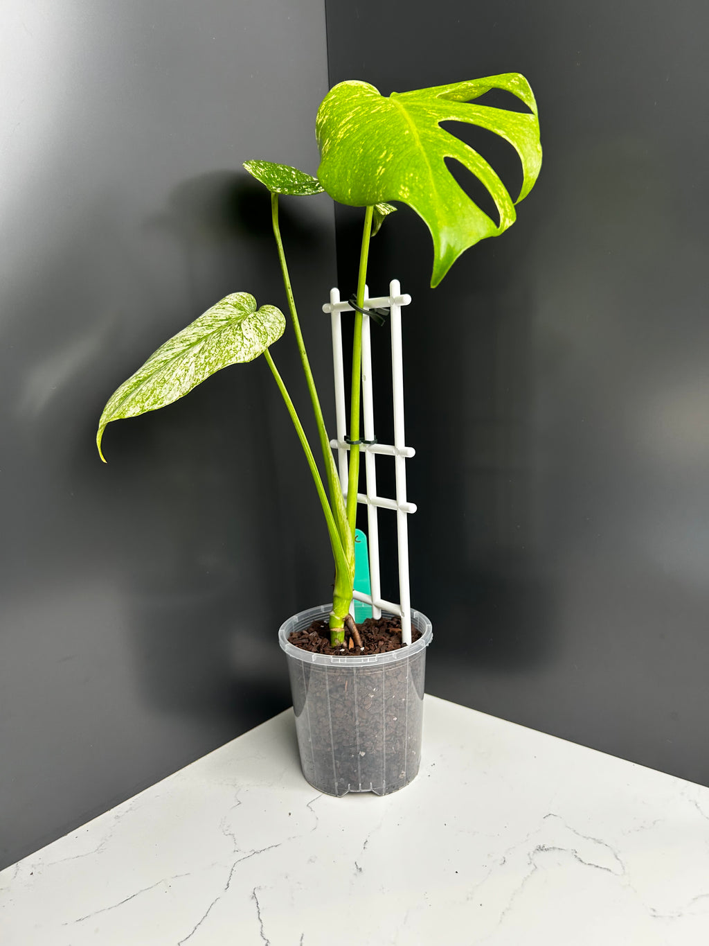 Variegated White Monstera Deliciosa — Large Leaf Form 10 cm Pot (CC)