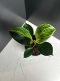 Philodendron Birkin — 10 cm Pot (CE)