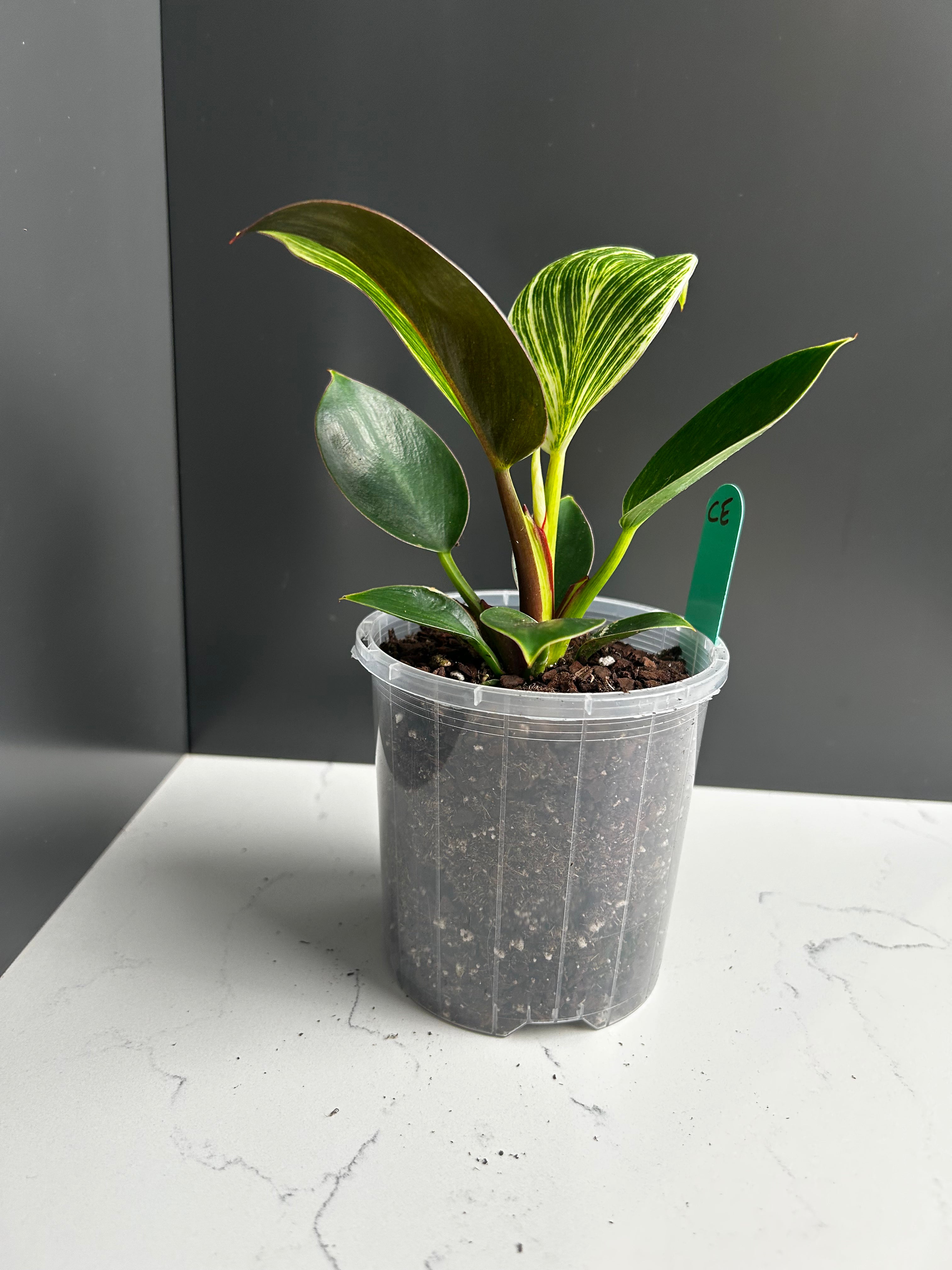 Philodendron Birkin — 10 cm Pot (CE)