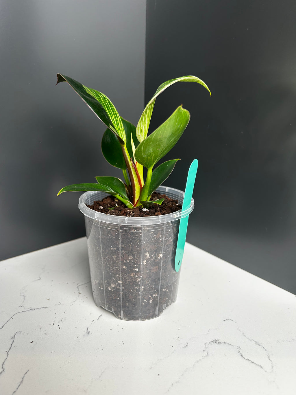 Philodendron Birkin — 10 cm Pot (CE)