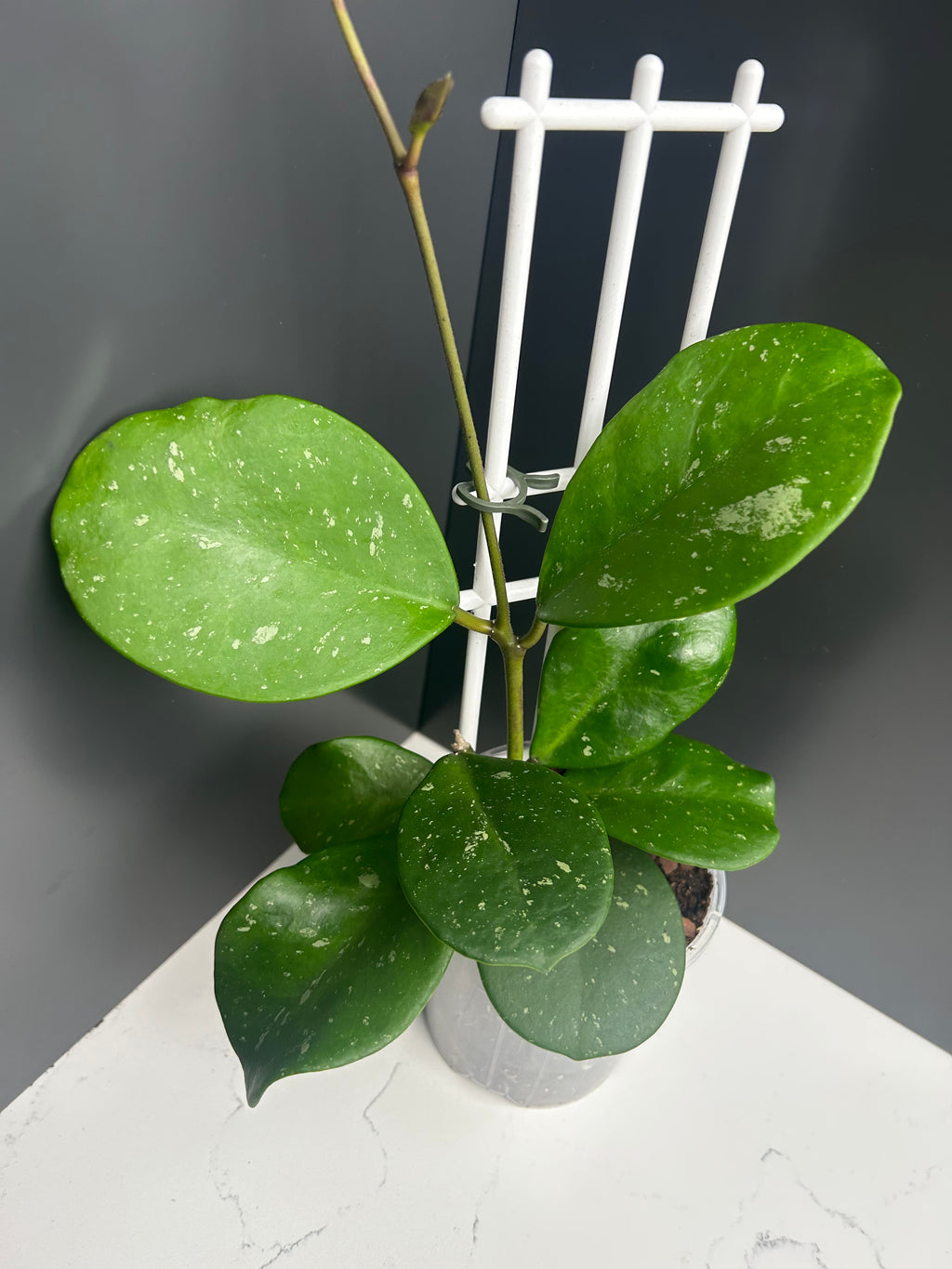 Hoya obovata 10cm pot M23