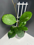 Hoya obovata 10cm pot M23